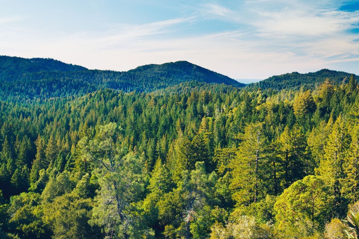 Forested hills with mountains in the background.