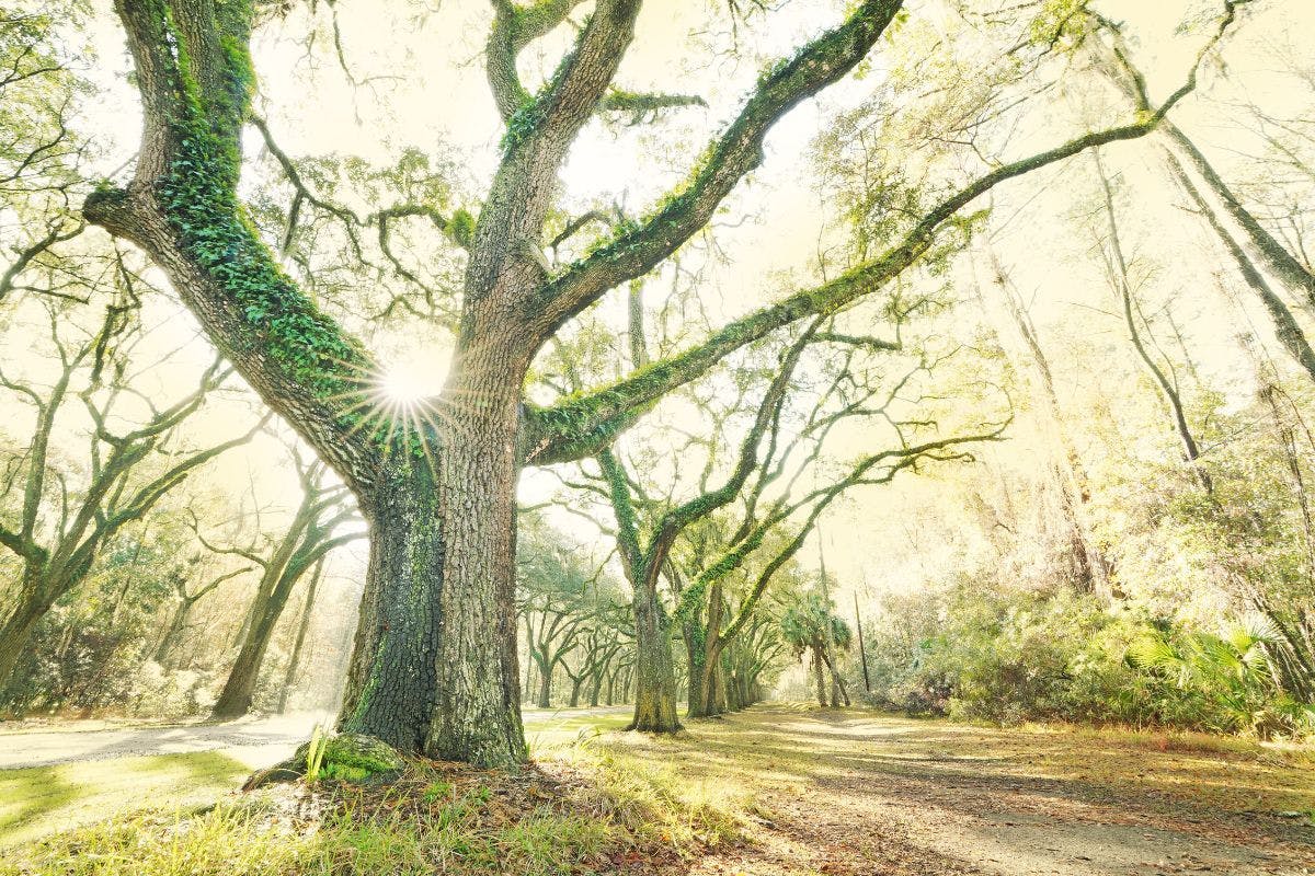 Moss covered trees with the sun behind them.