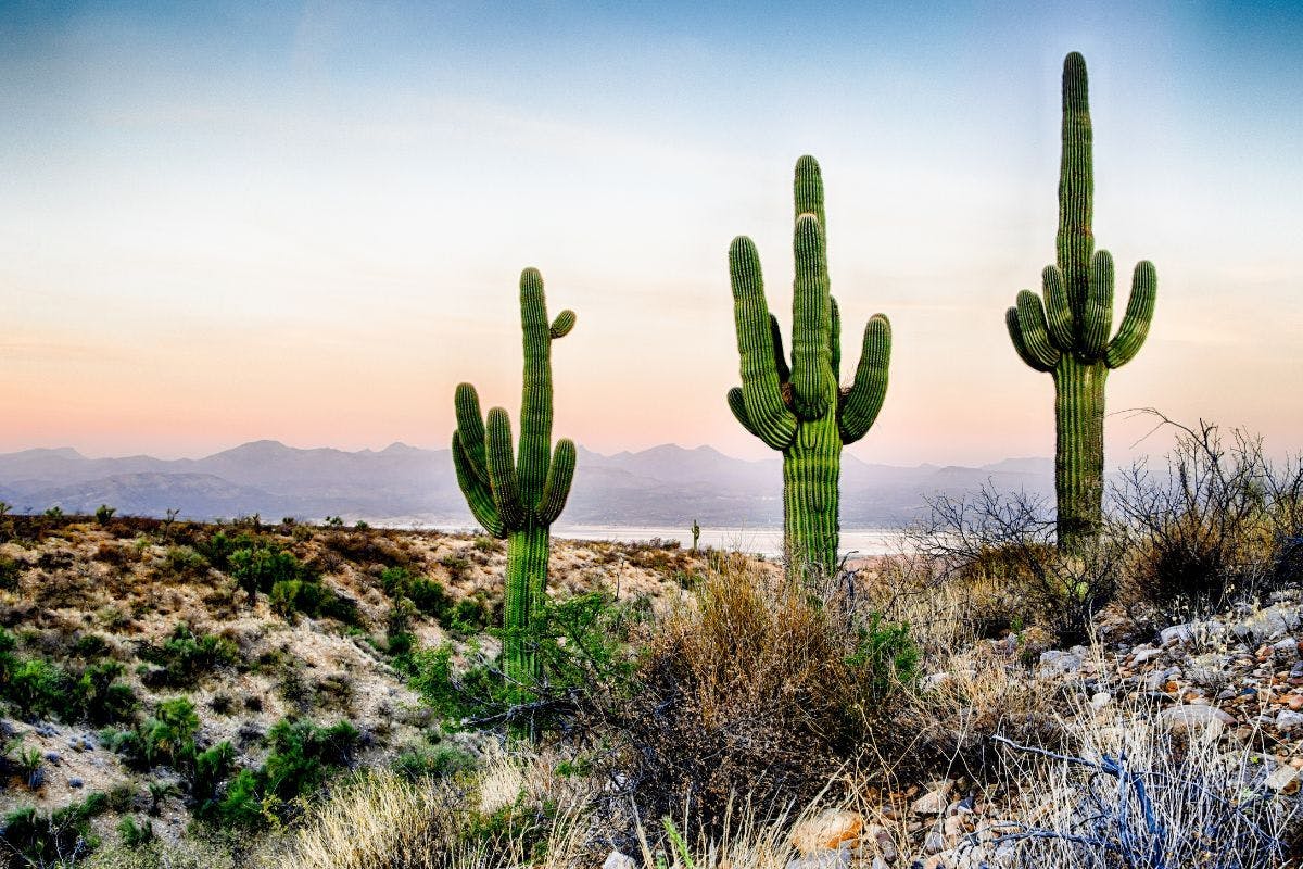 Saguaro cacti in the desert with mountains in the distance.