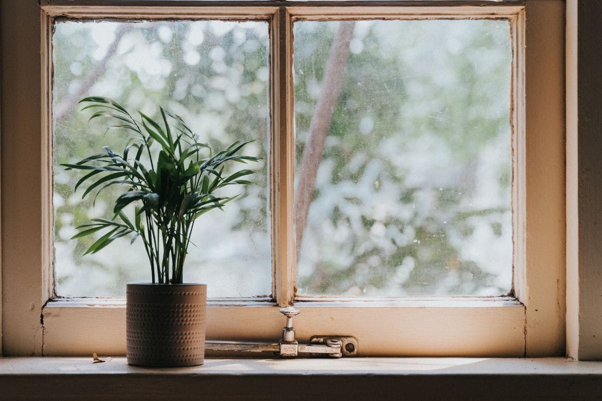 An old window with a houseplant in front of it.