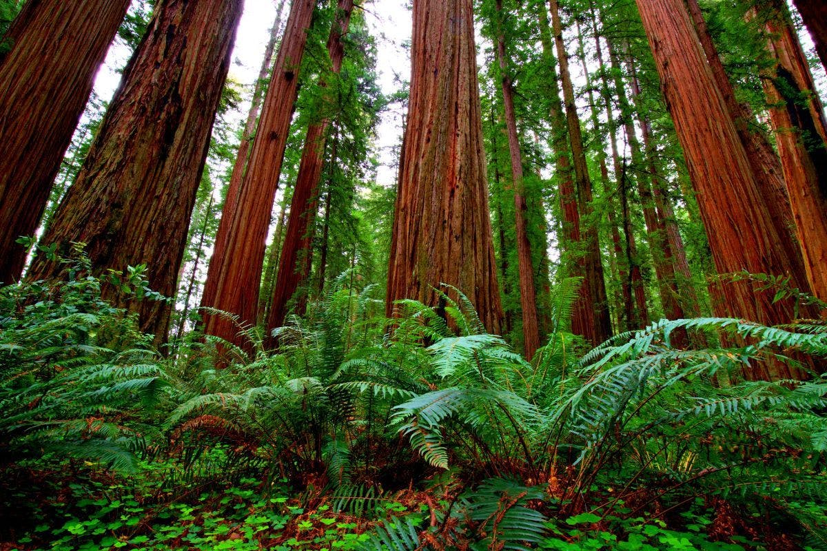 Redwood trees in California.