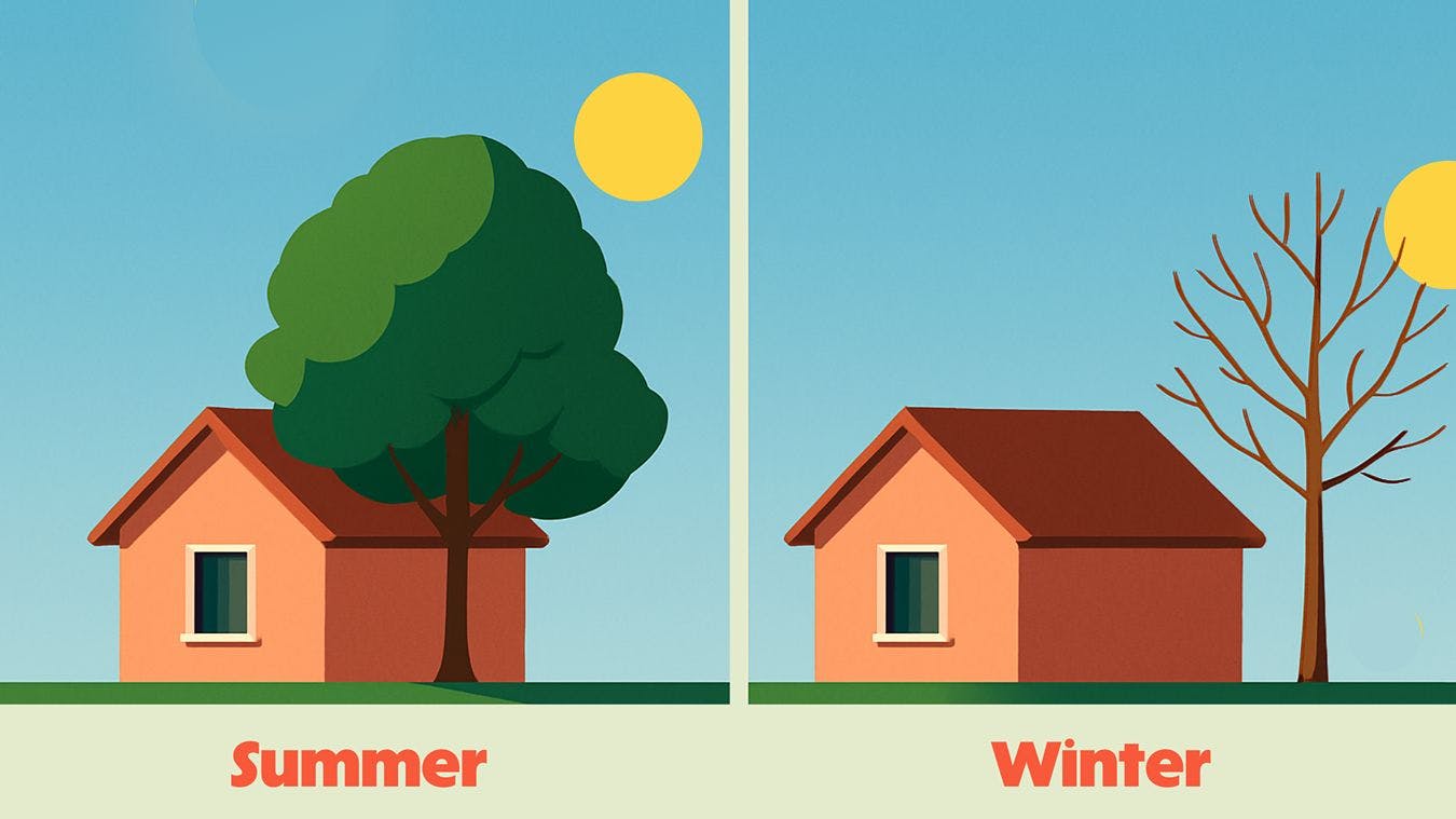 Illustration showing a tree with leaves shading a house in the summer, and the same tree without leaves letting sunlight through in the winter.