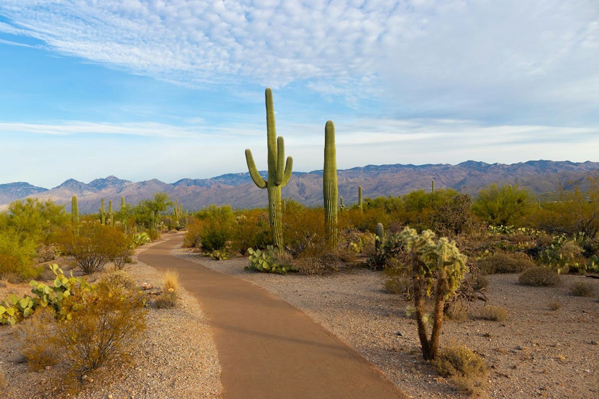 Saguaro cactuses in Saguaro National Park.