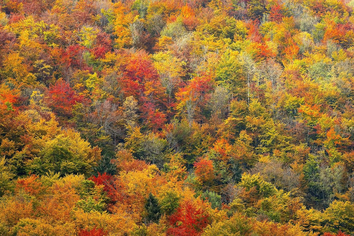 Fall foliage.