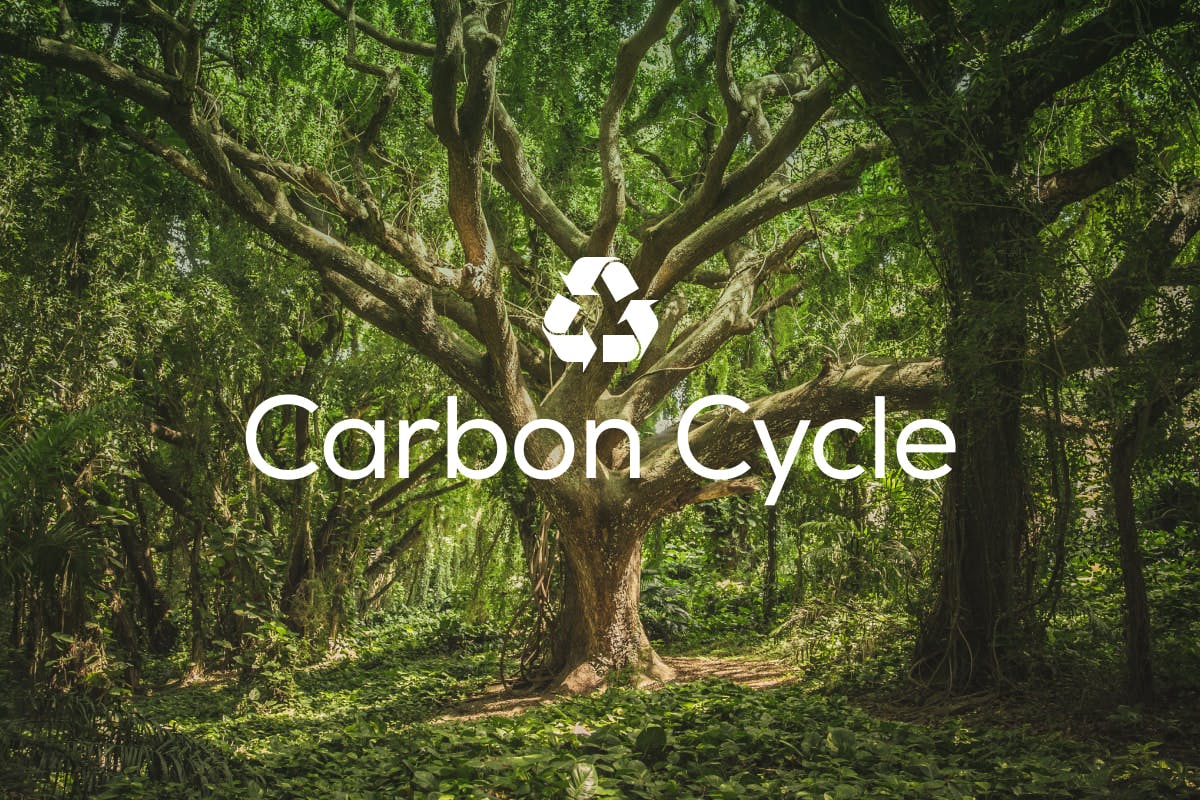 The words "Carbon Cycle" in white, under a white recycling glyph, above the image of a large tree in a green forest, representing how the Earth regulates the levels of carbon and greenhouse gasses in the atmosphere.