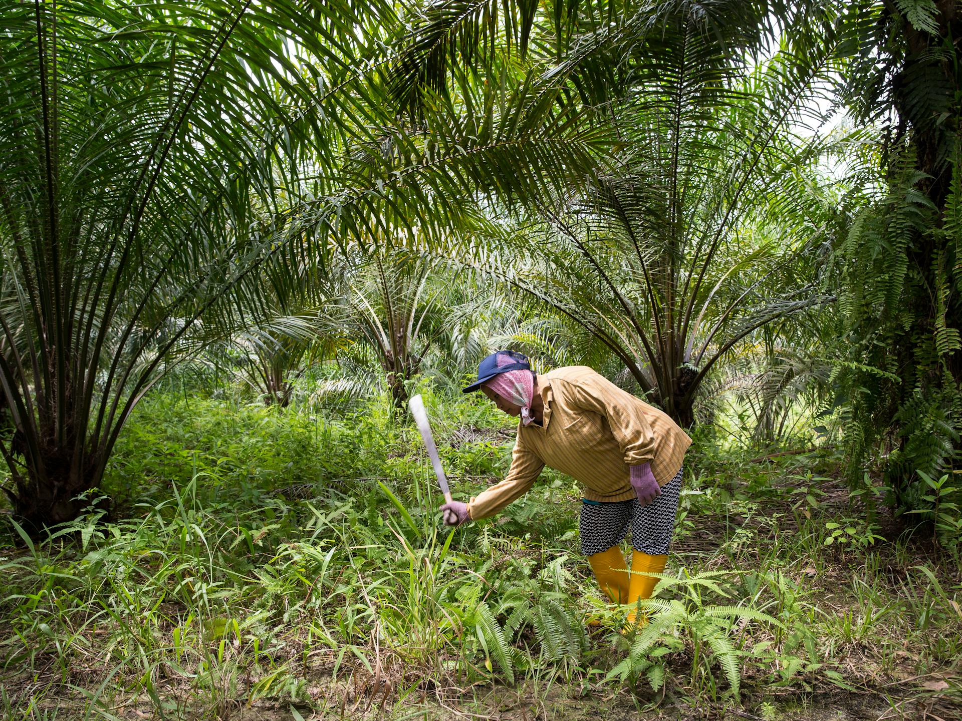Les origines de l'huile de palme.