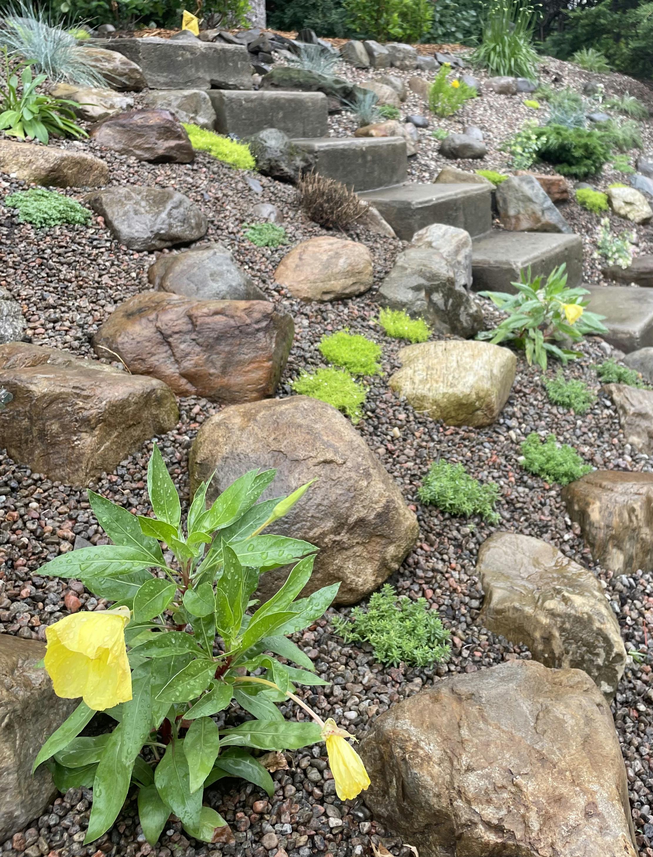 rock garden with yellow flowers