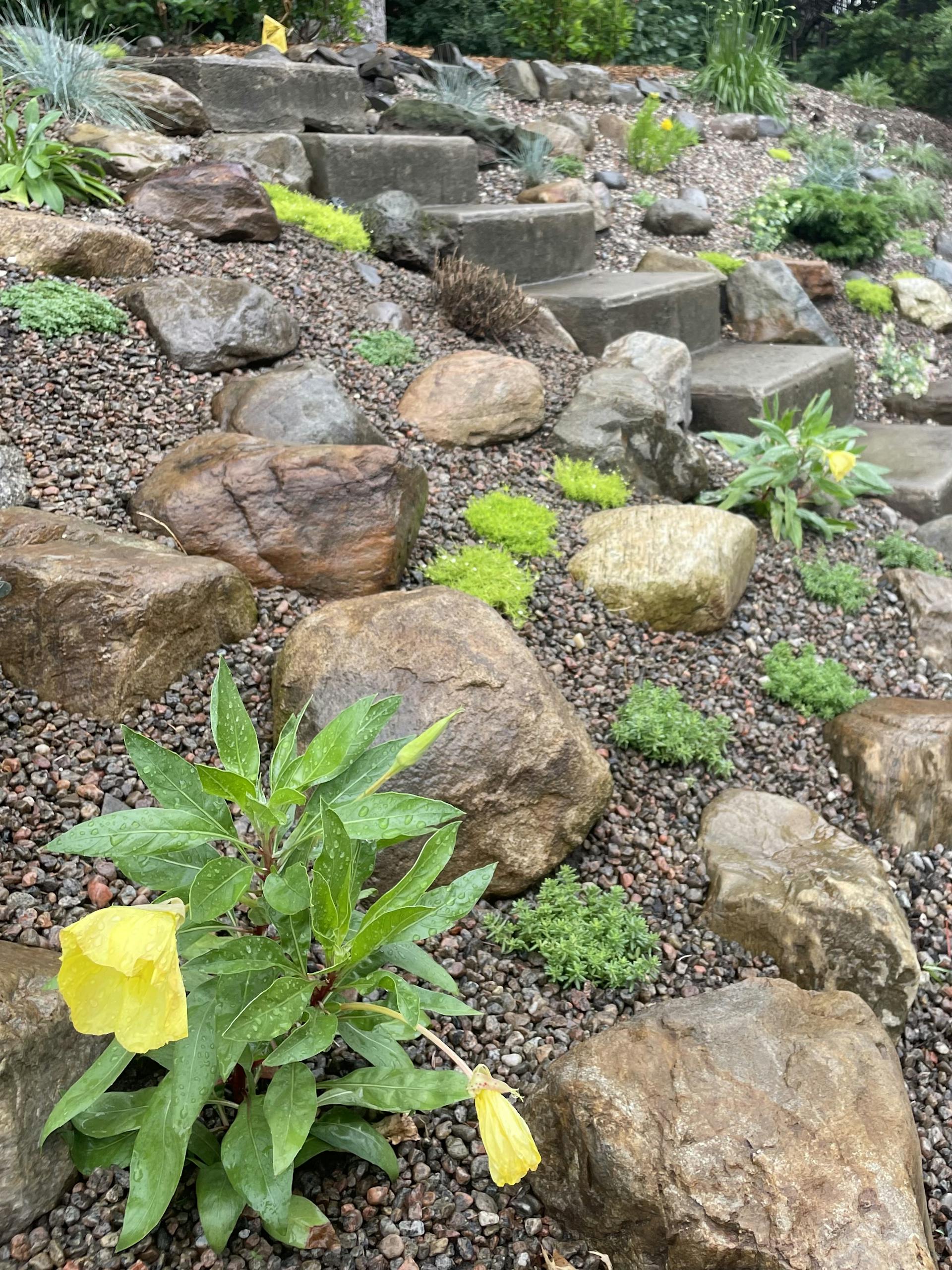 rock garden with yellow flowers