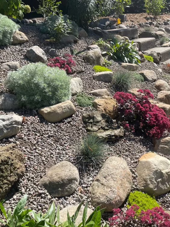 sedum cultivar rock garden