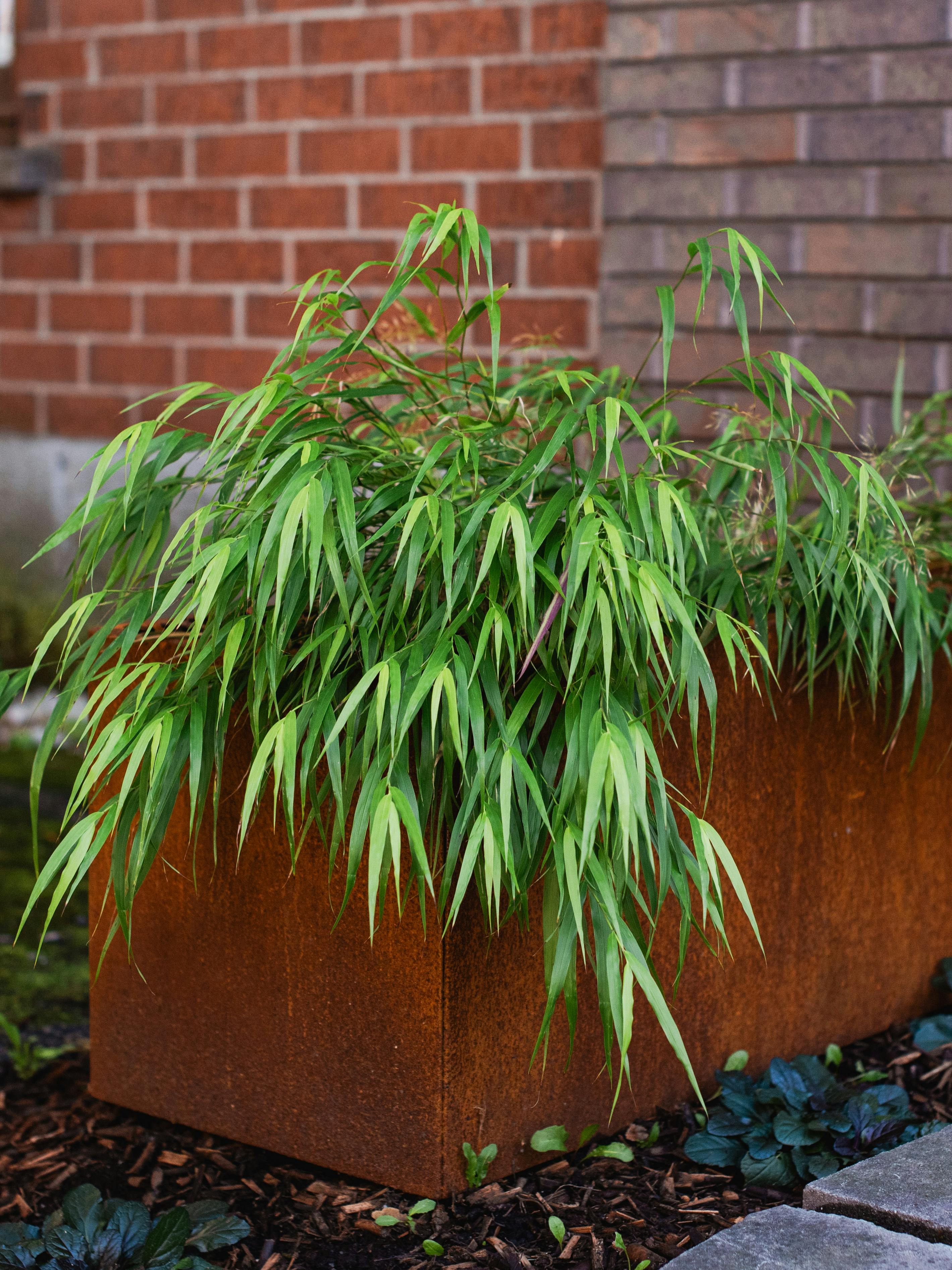 Modern planter with rusted steel finish holding decorative green bamboo-like foliage against a brick wall.