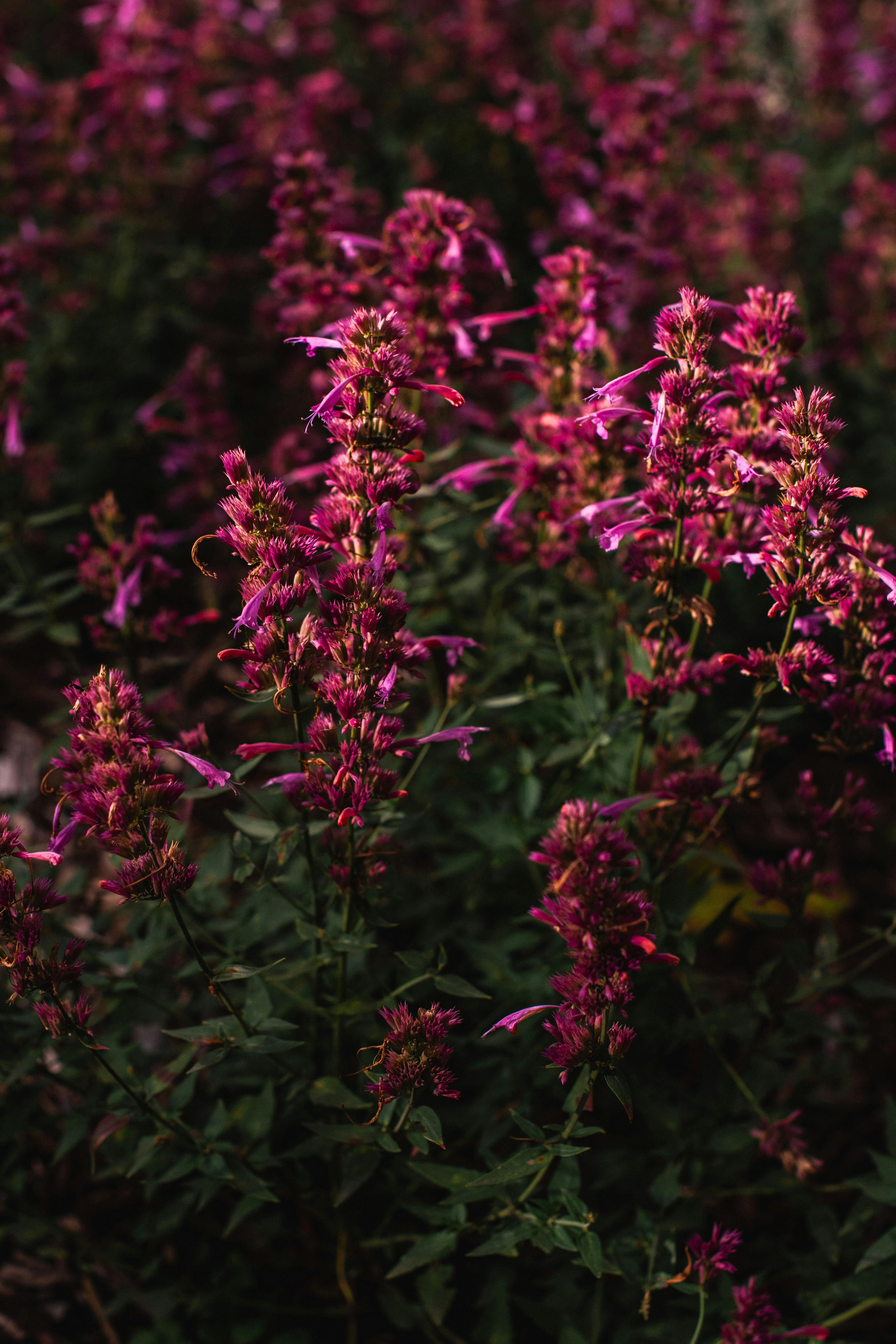 Gros plan de fleurs vivaces roses éclatantes dans un jardin favorable aux pollinisateurs.