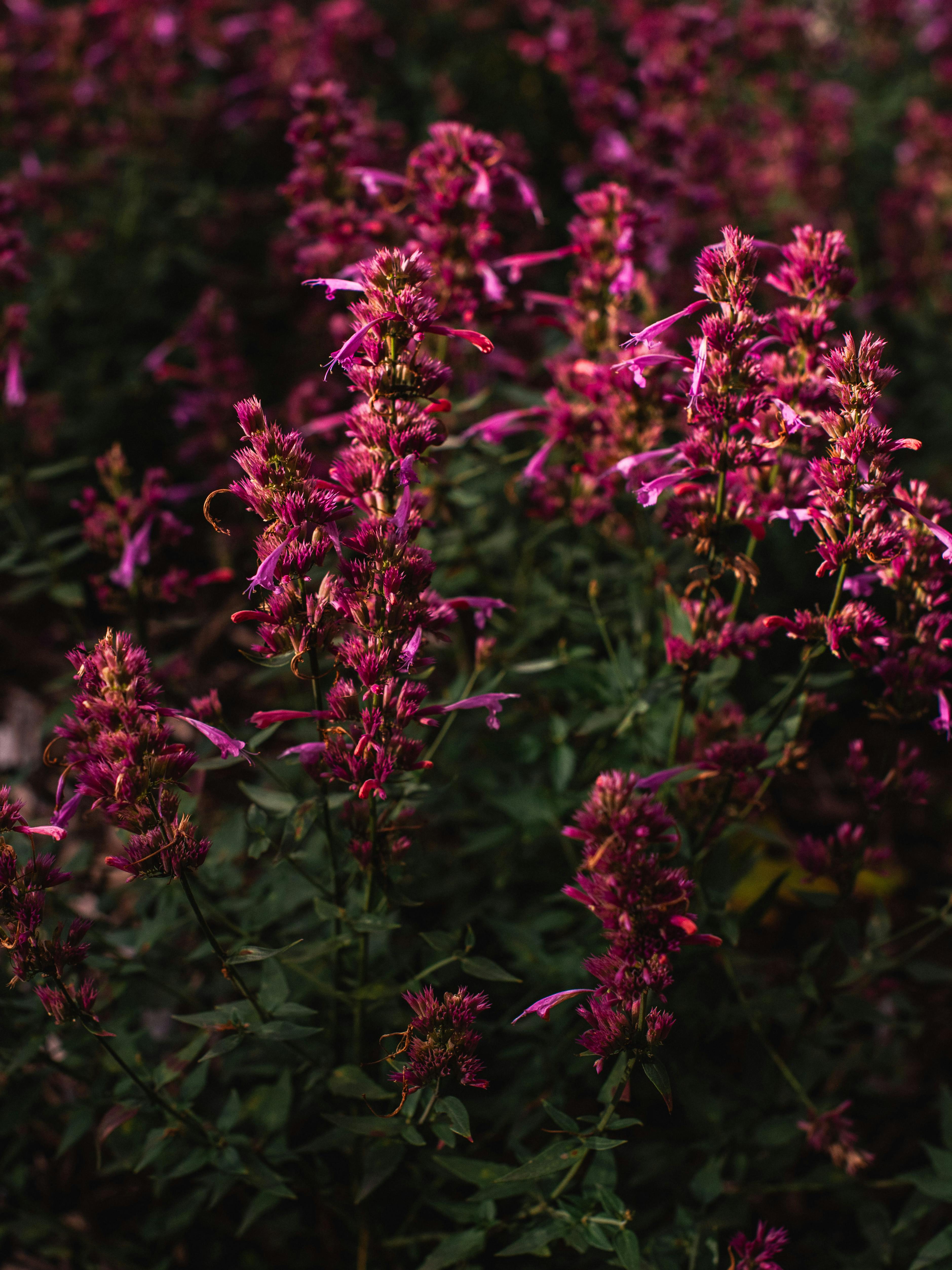 Close-up of vibrant pink perennial flowers used in pollinator-friendly garden design.