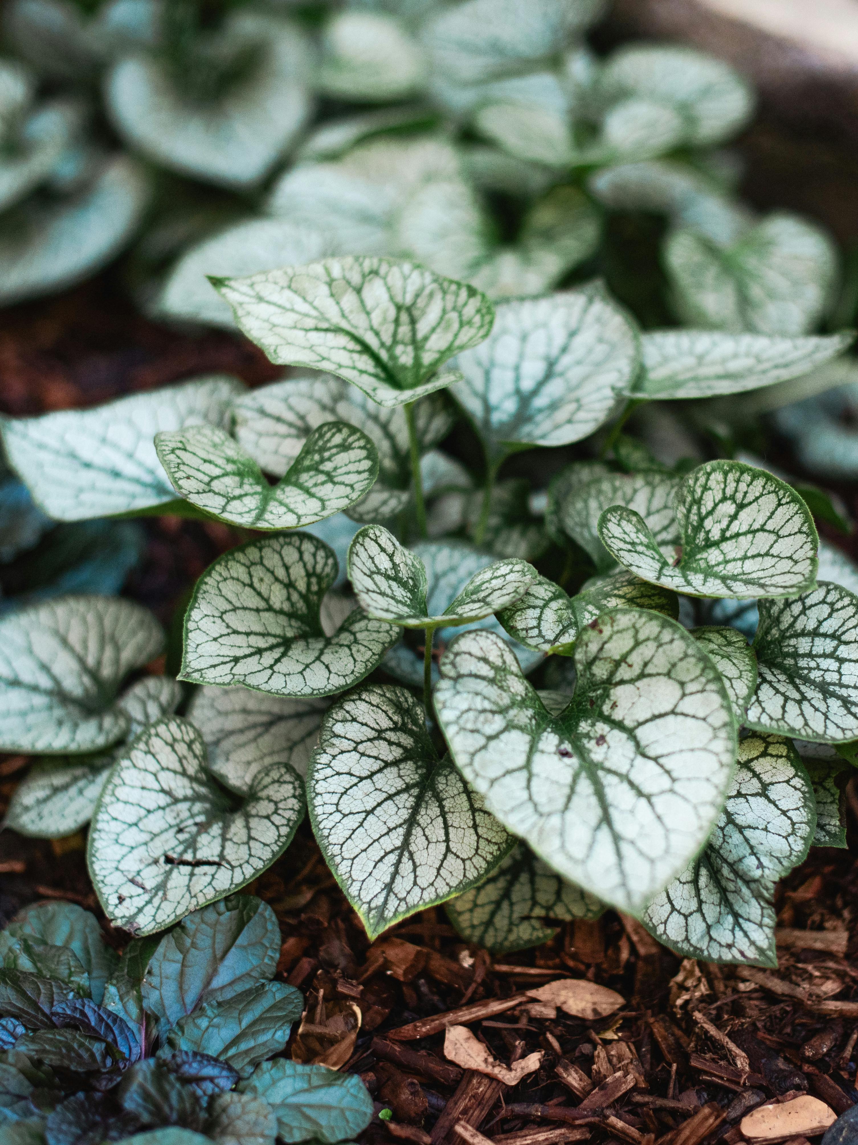 Jardin d’ombre avec couvre-sol au feuillage panaché en forme de cœur.