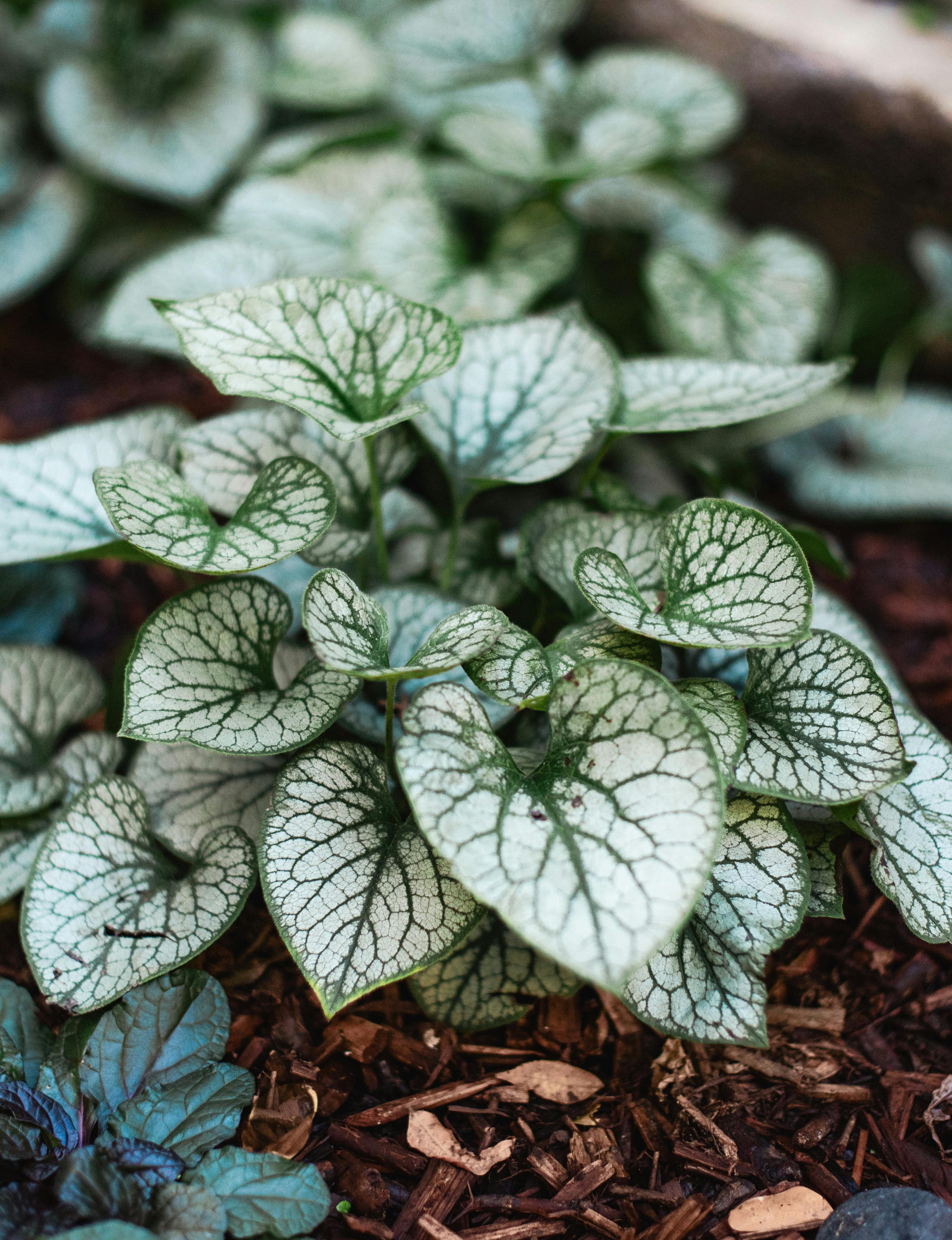 Shade garden with heart-shaped variegated foliage plants as ground cover.