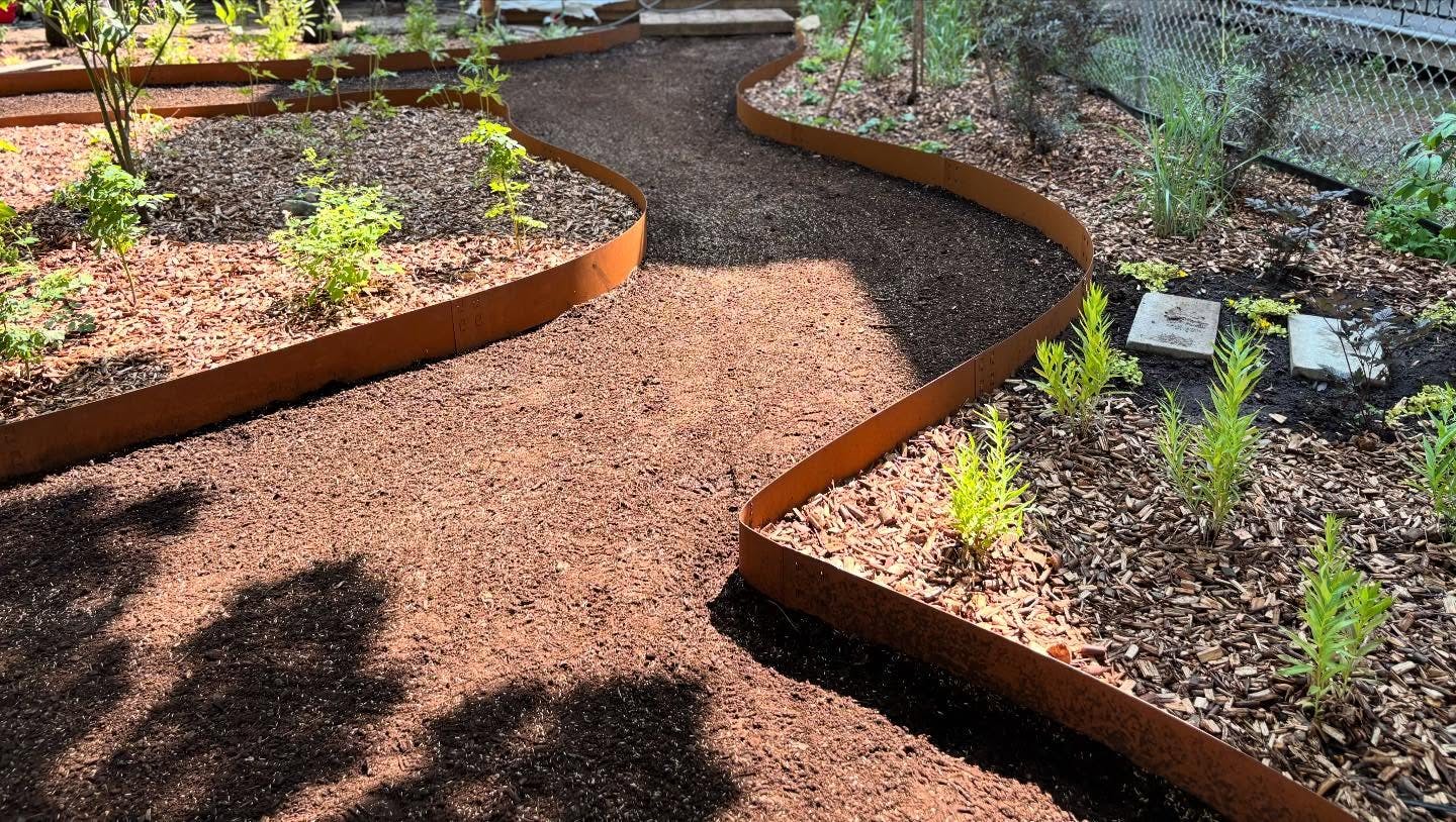 Curved pathway with corten steel edging, newly planted perennials, and mulch for a modern backyard garden.