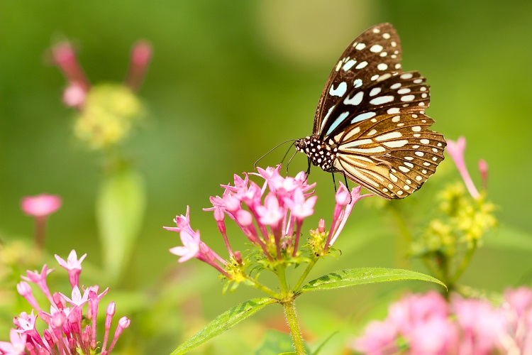 Mariposa en un jard&iacute;n 