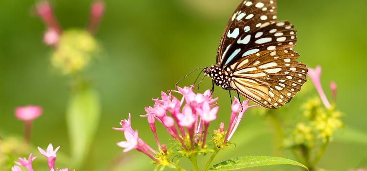 Farfalla in un giardino
