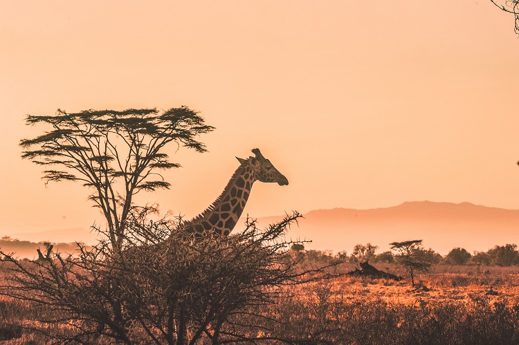 Giraffa | Africa | Tramonto