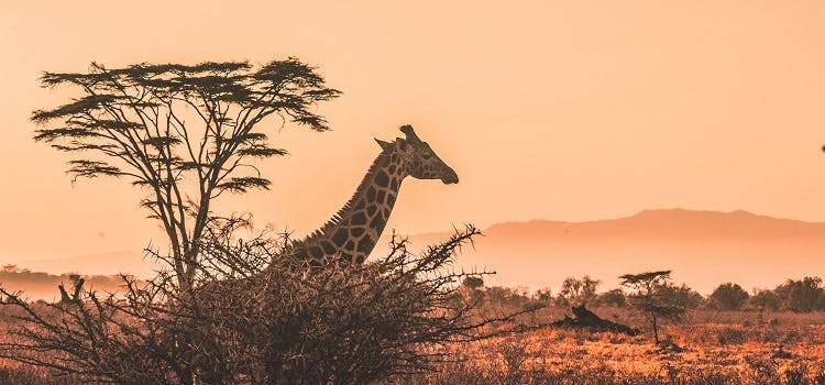Jirafa | áfrica | atardecer