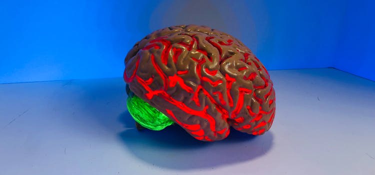 Aprender inglés mantiene tu cerebro activo