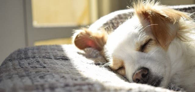 Dog sleeping in basket