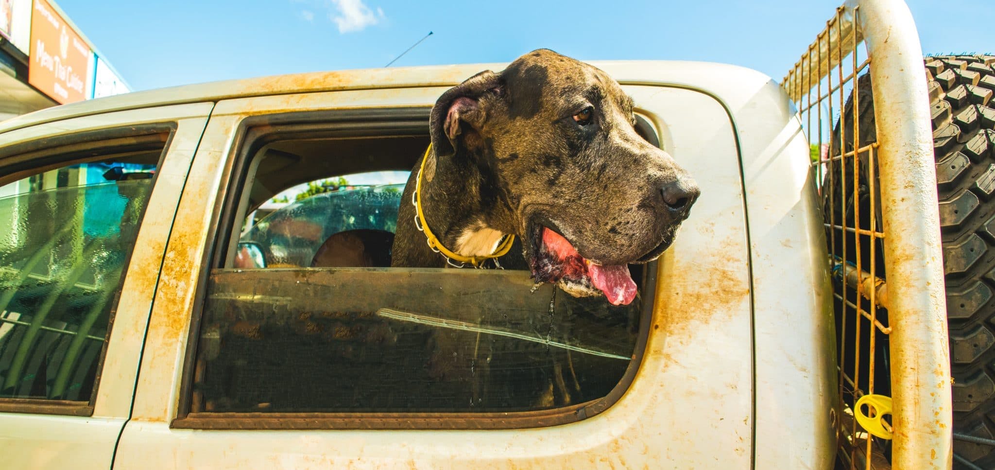 Dog hanging out of car window