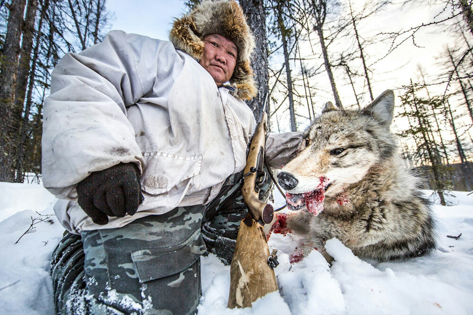Wolf hunters. Волк в Сибири. Волк в тайге.
