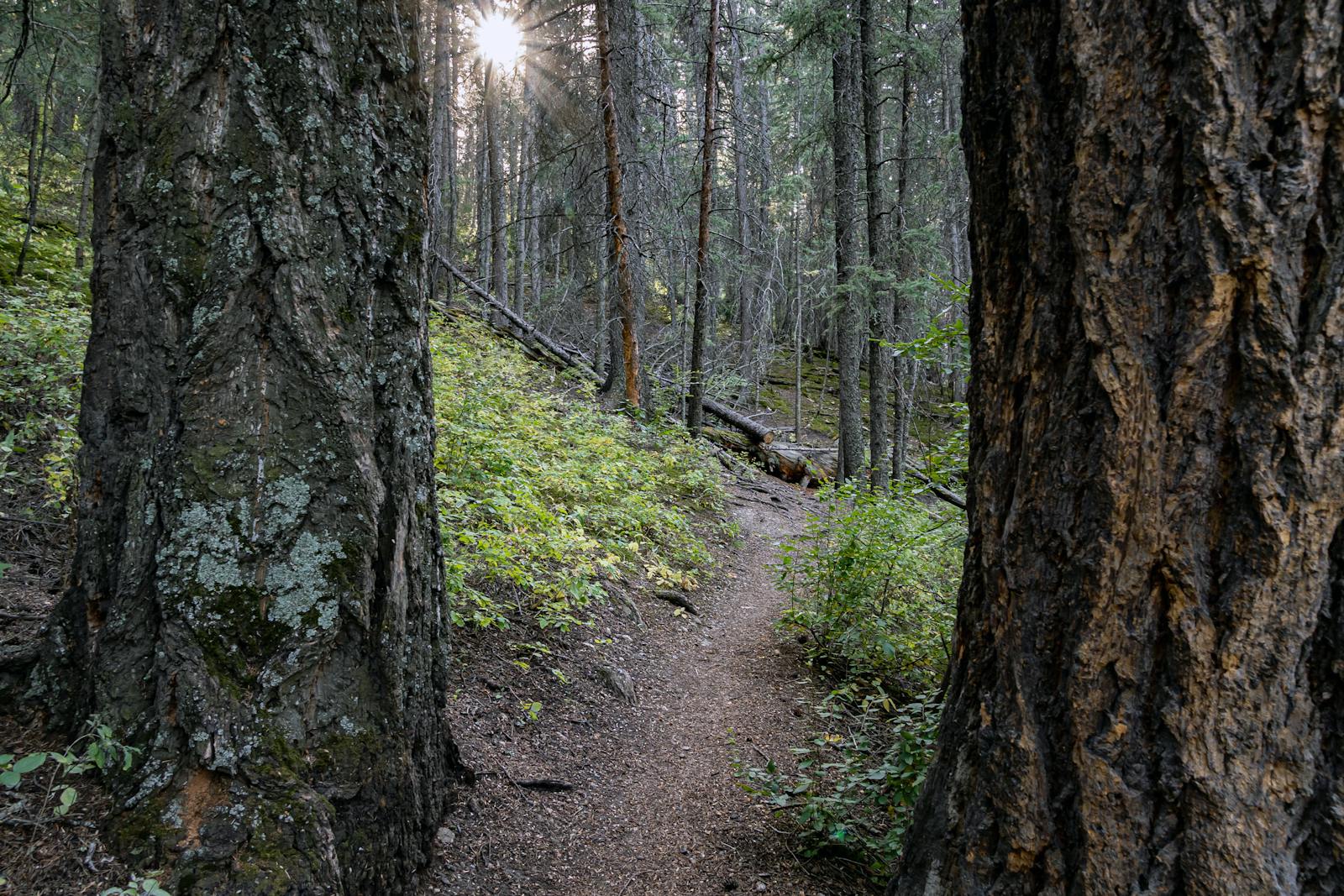 Bow River Pathway