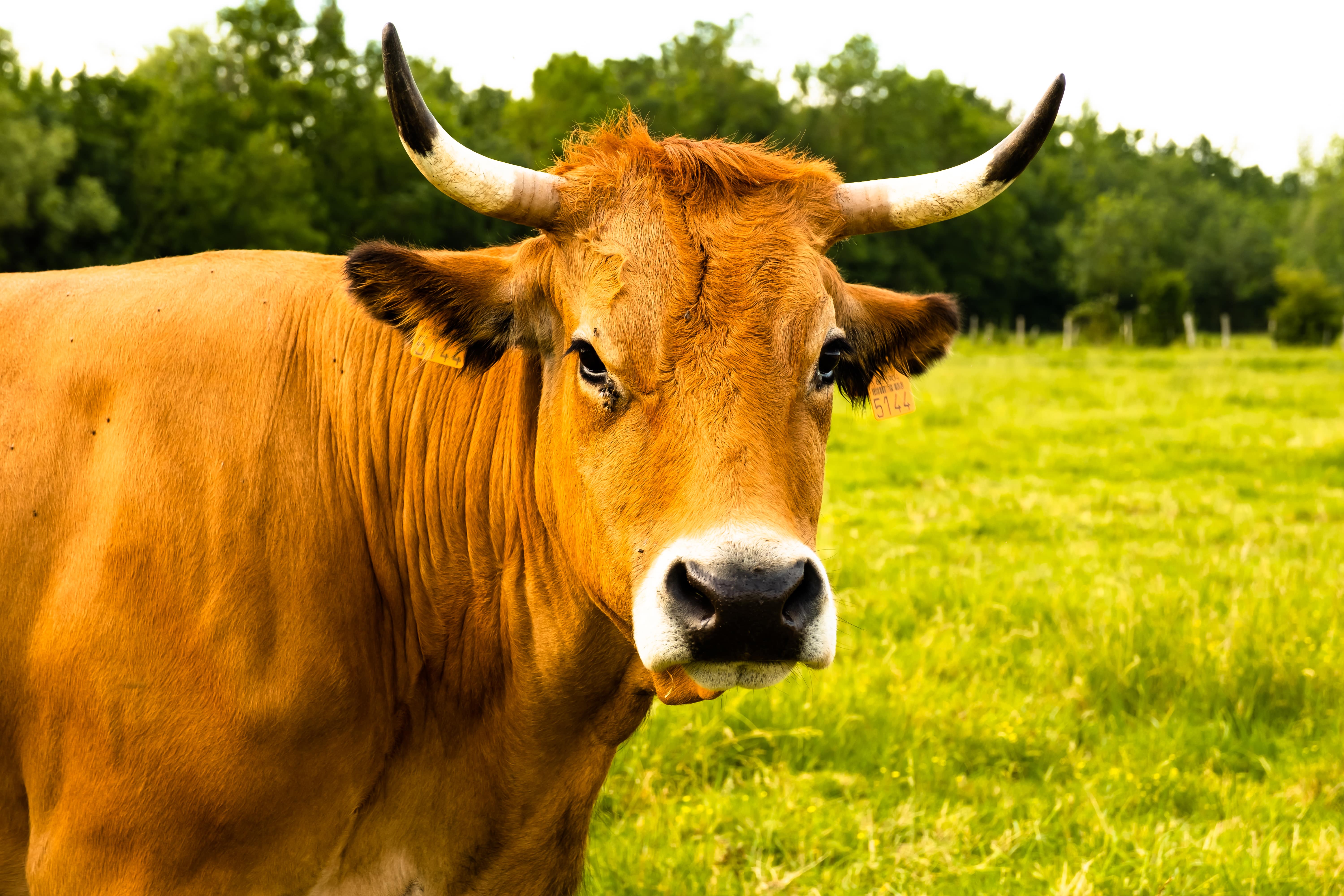 photographe Bressuire