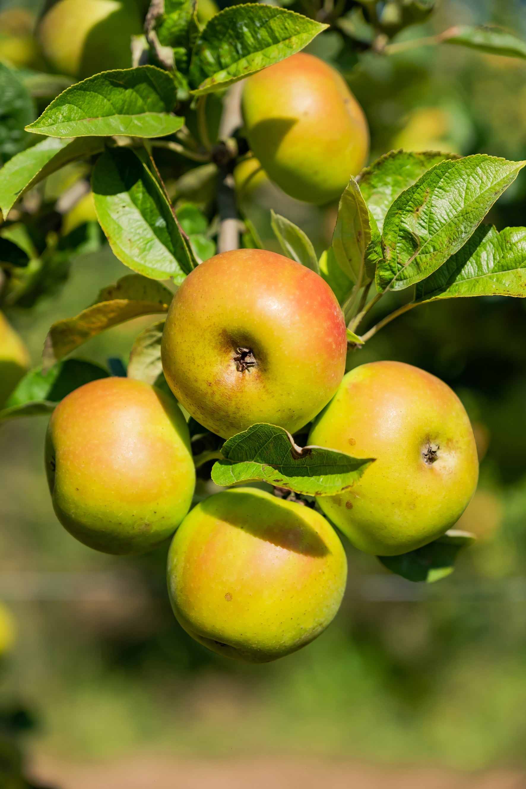 photographe Bressuire