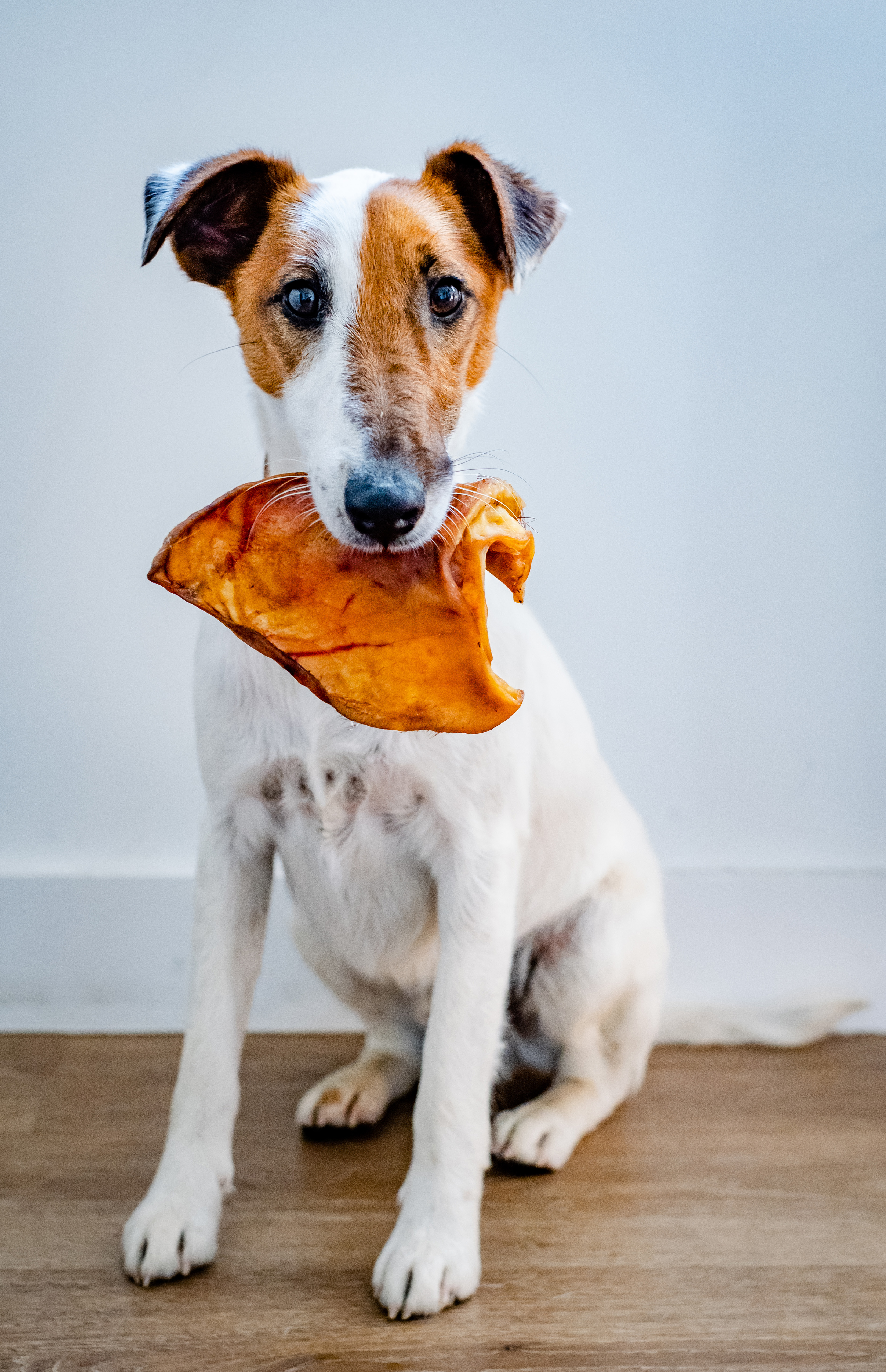 photographe Bressuire