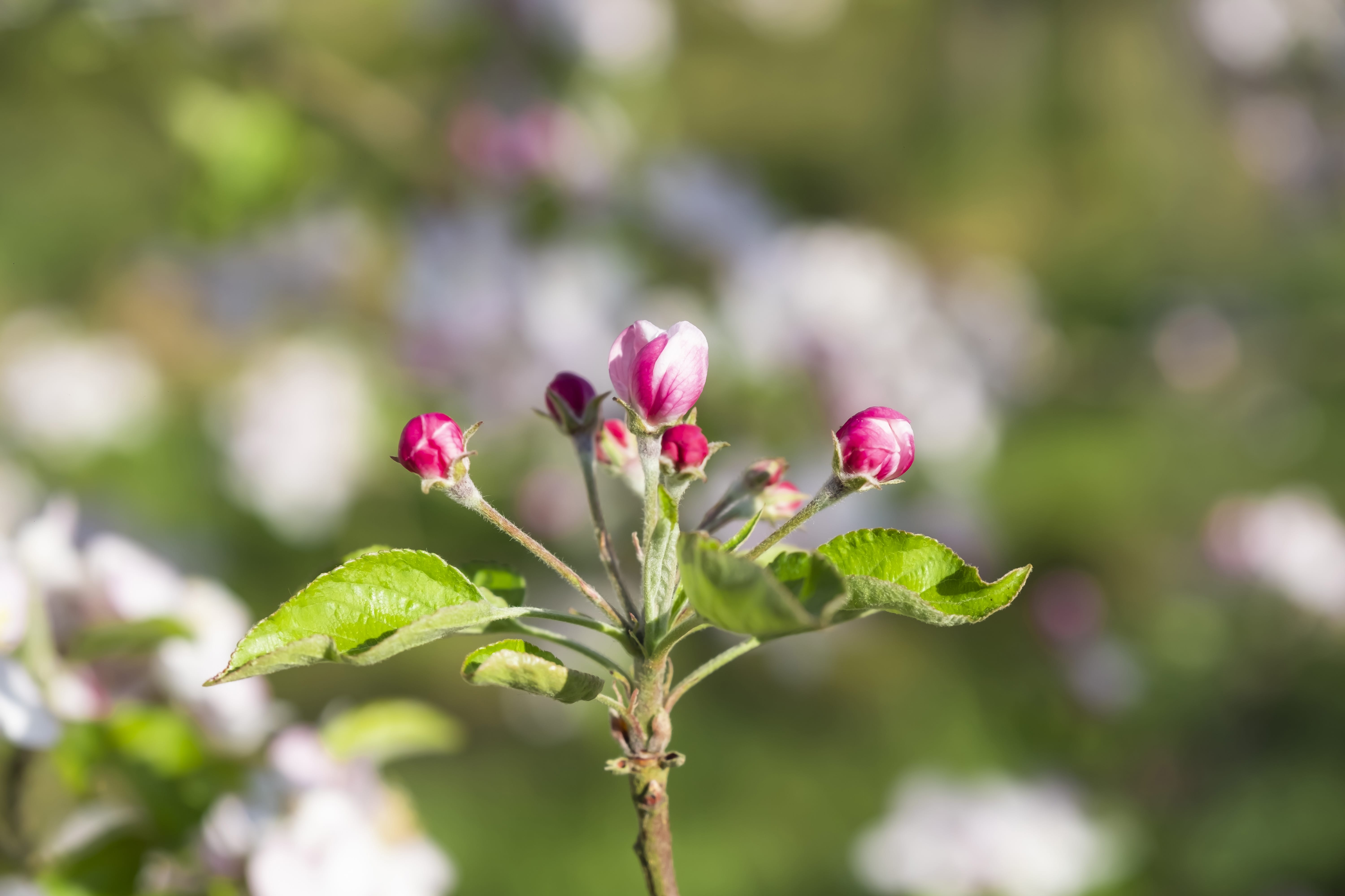 photographe Bressuire