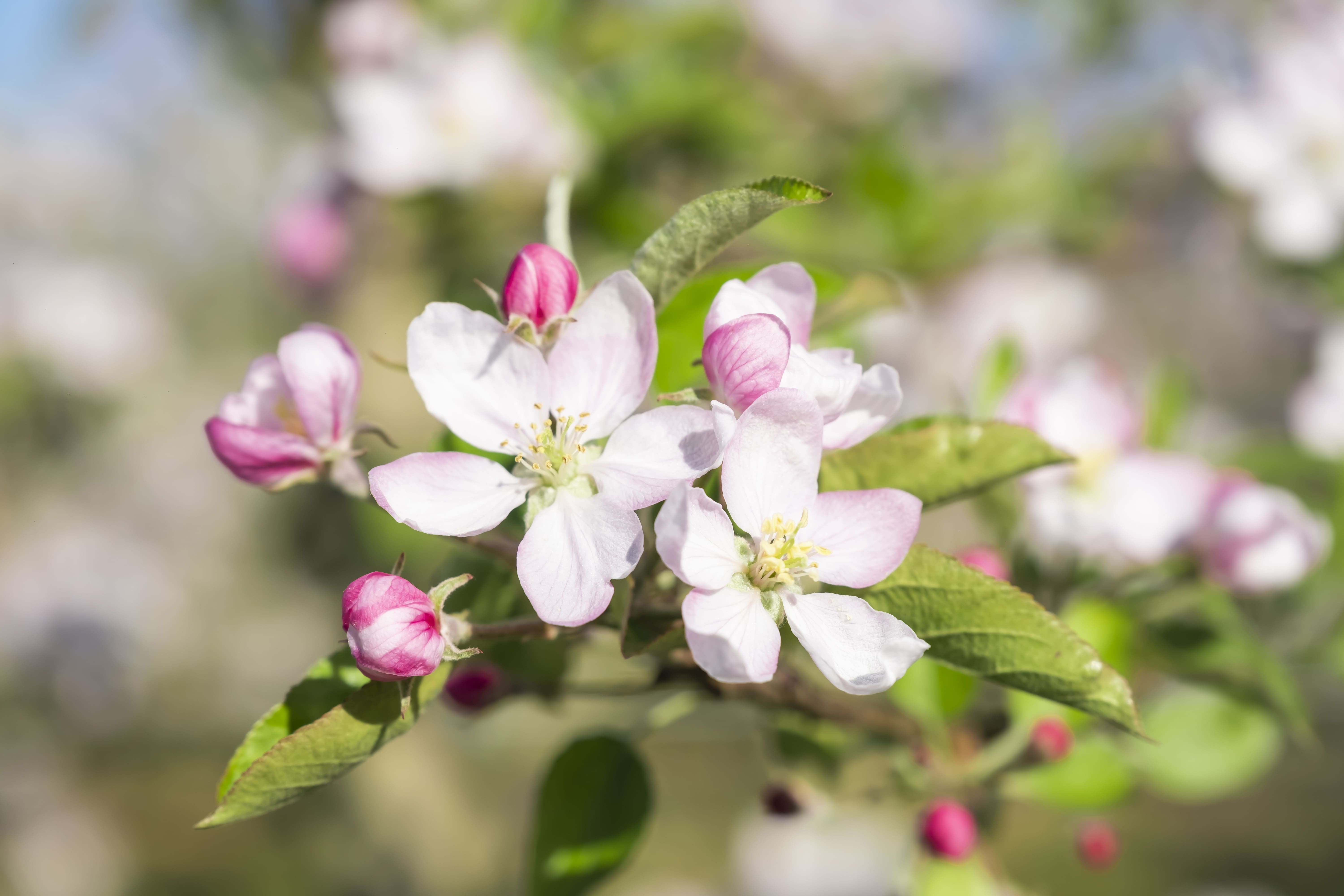 photographe Bressuire