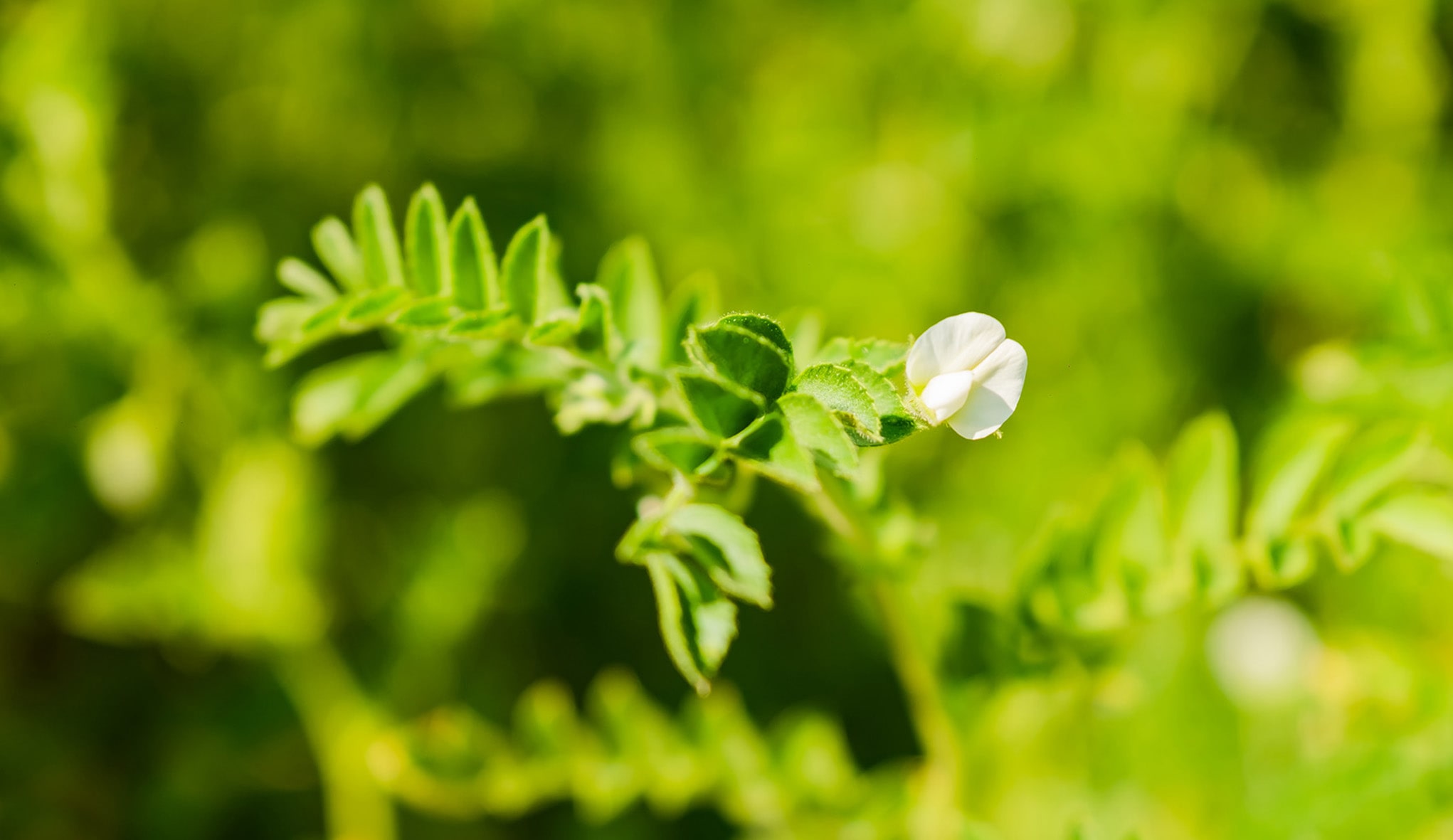 photographe Bressuire