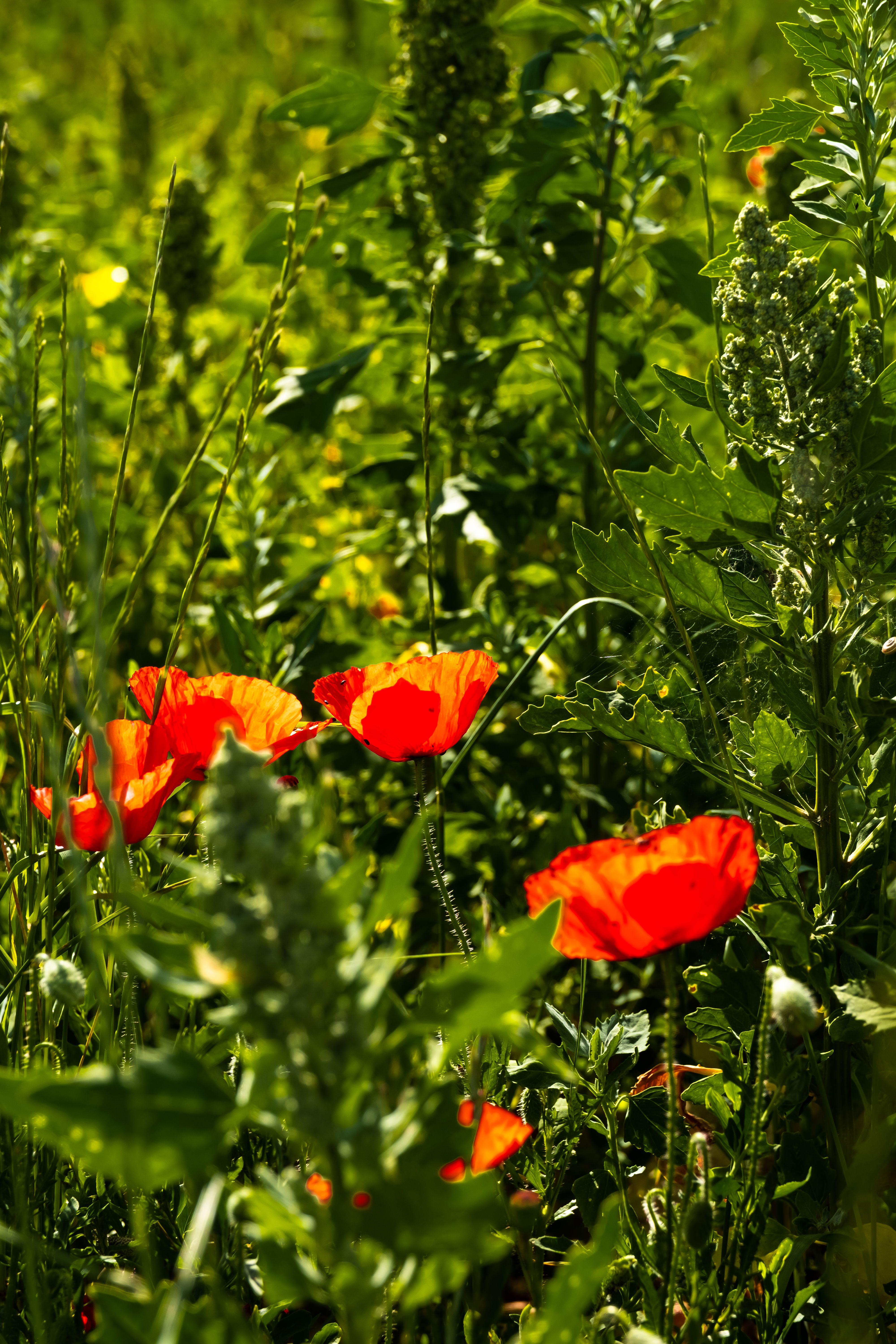 photographe Bressuire