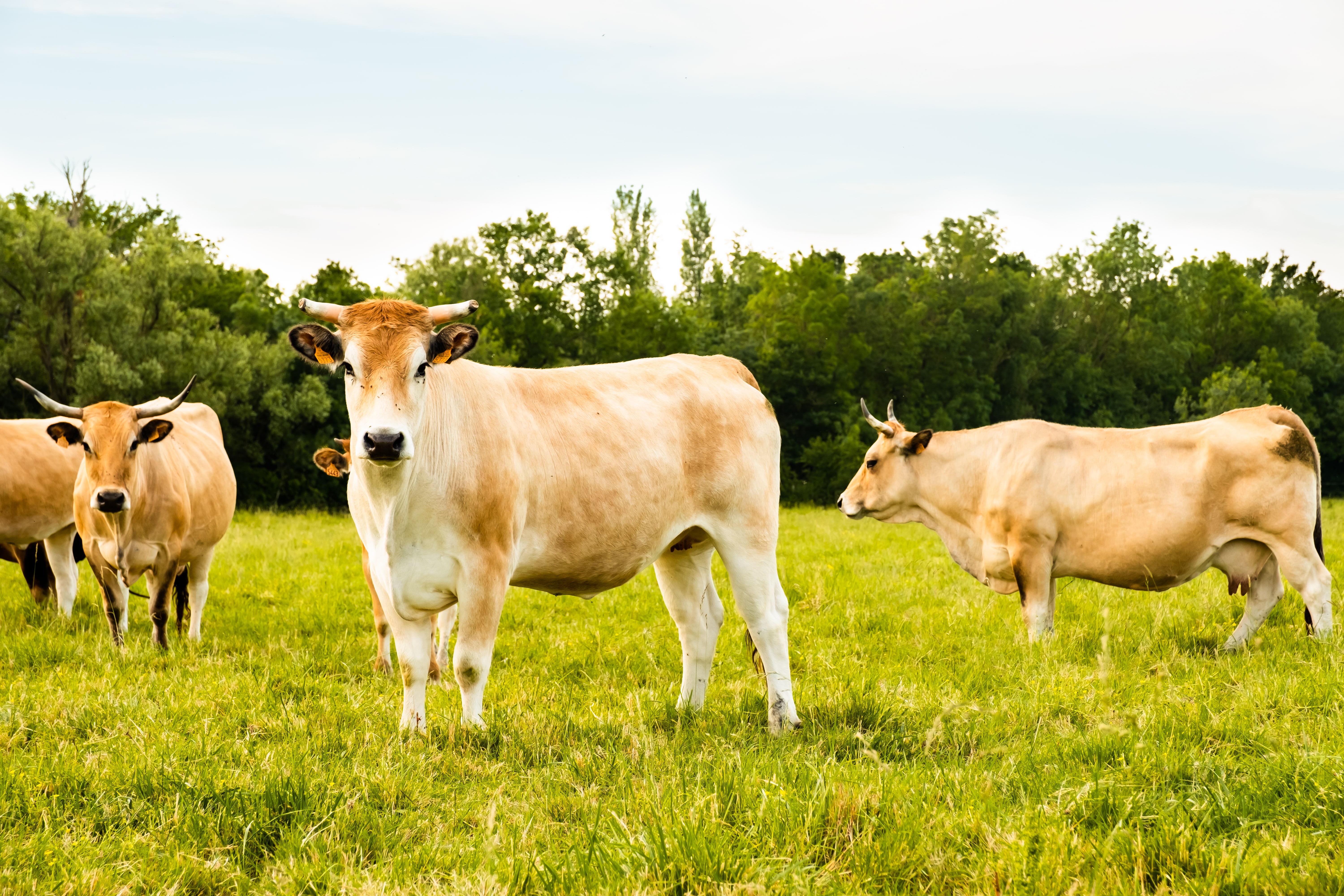 photographe Bressuire