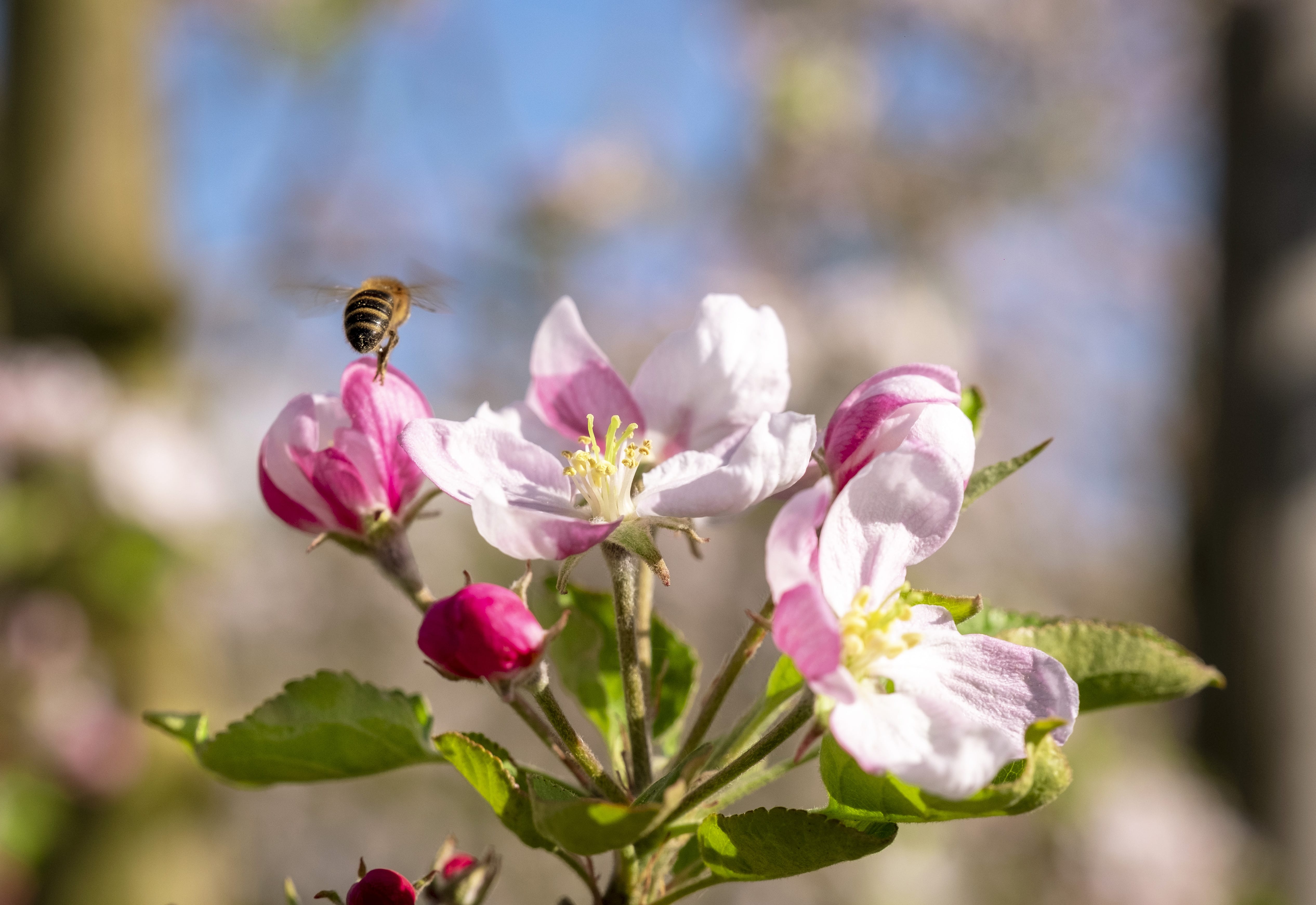 photographe Bressuire