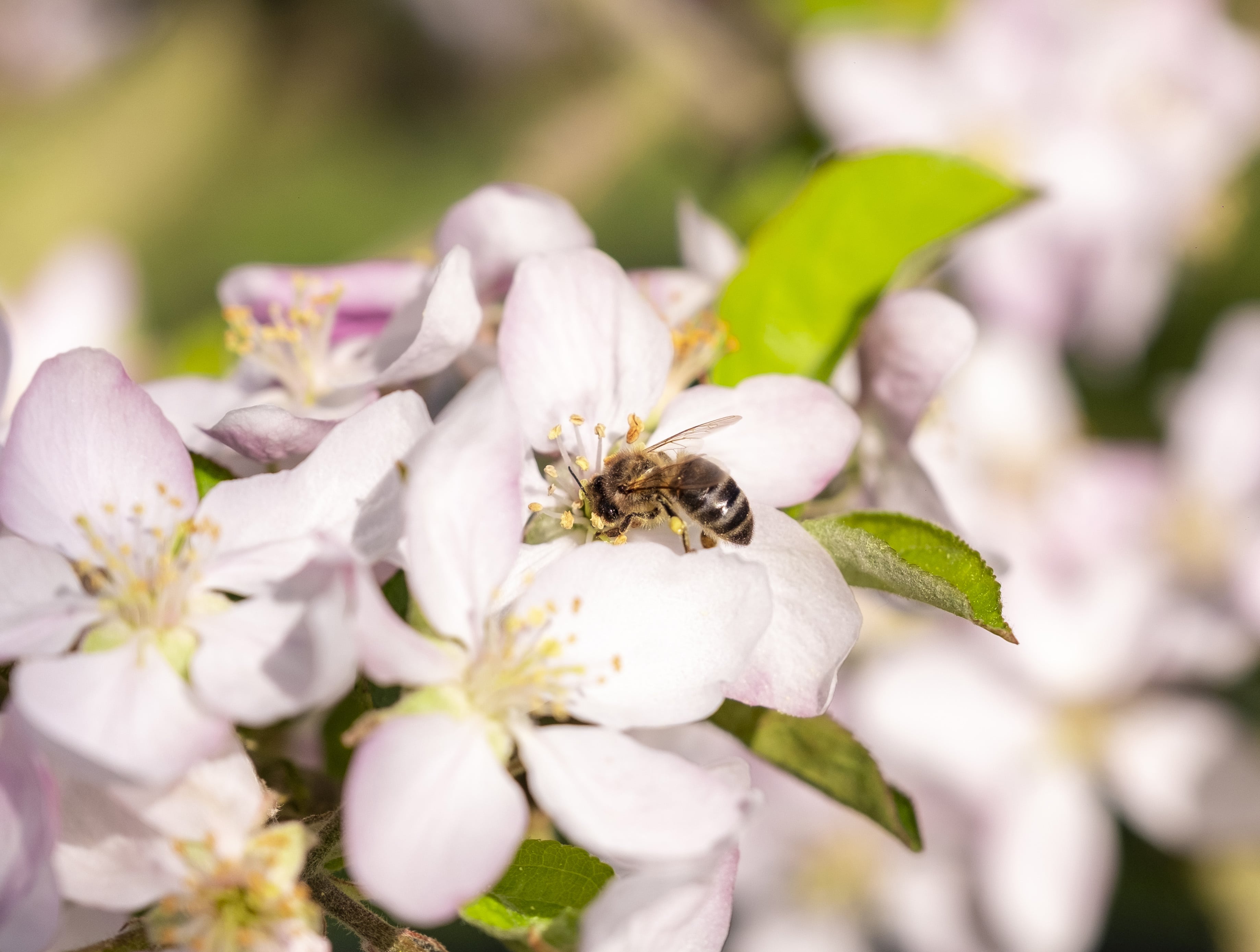 photographe Bressuire