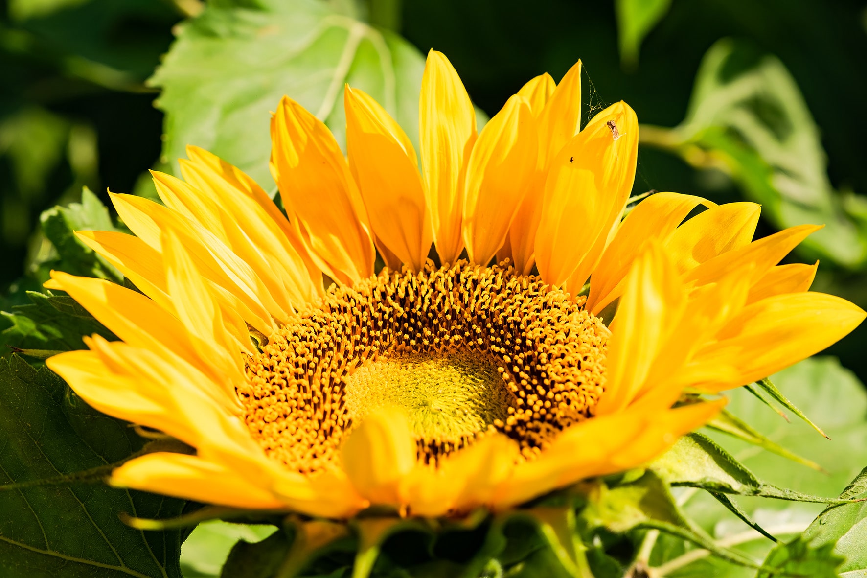 photographe Bressuire