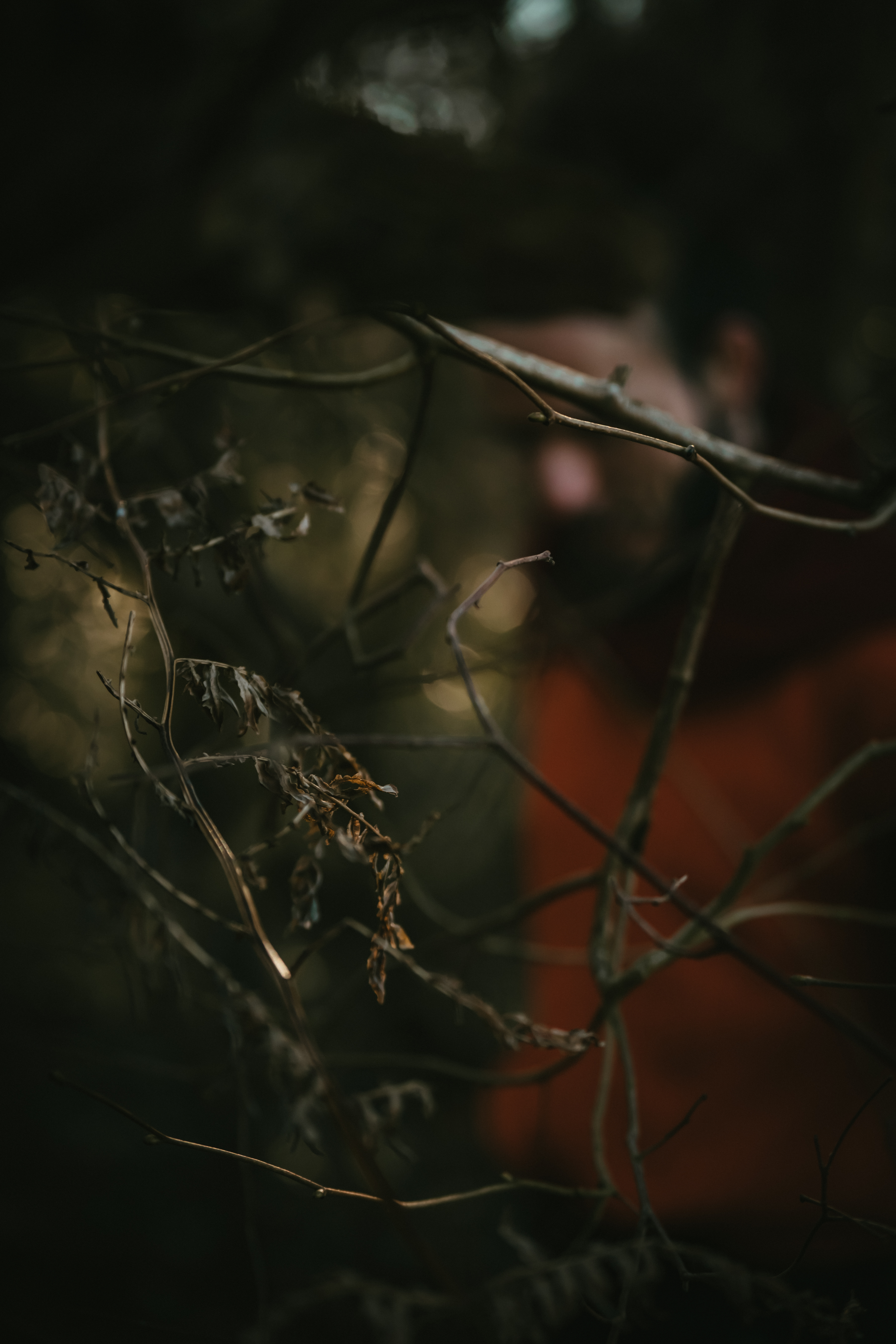 Photographe Bressuire