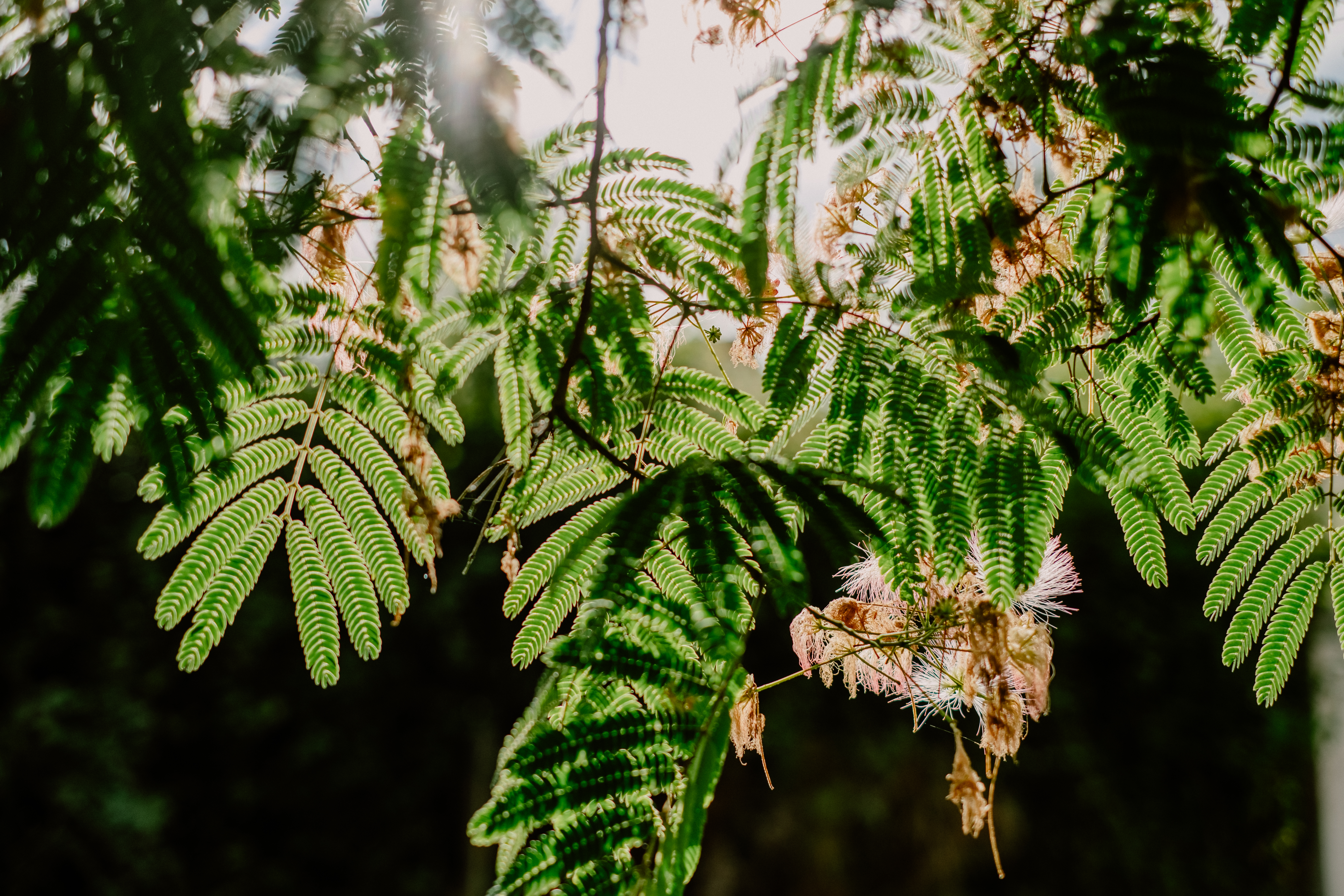 Photographe Bressuire