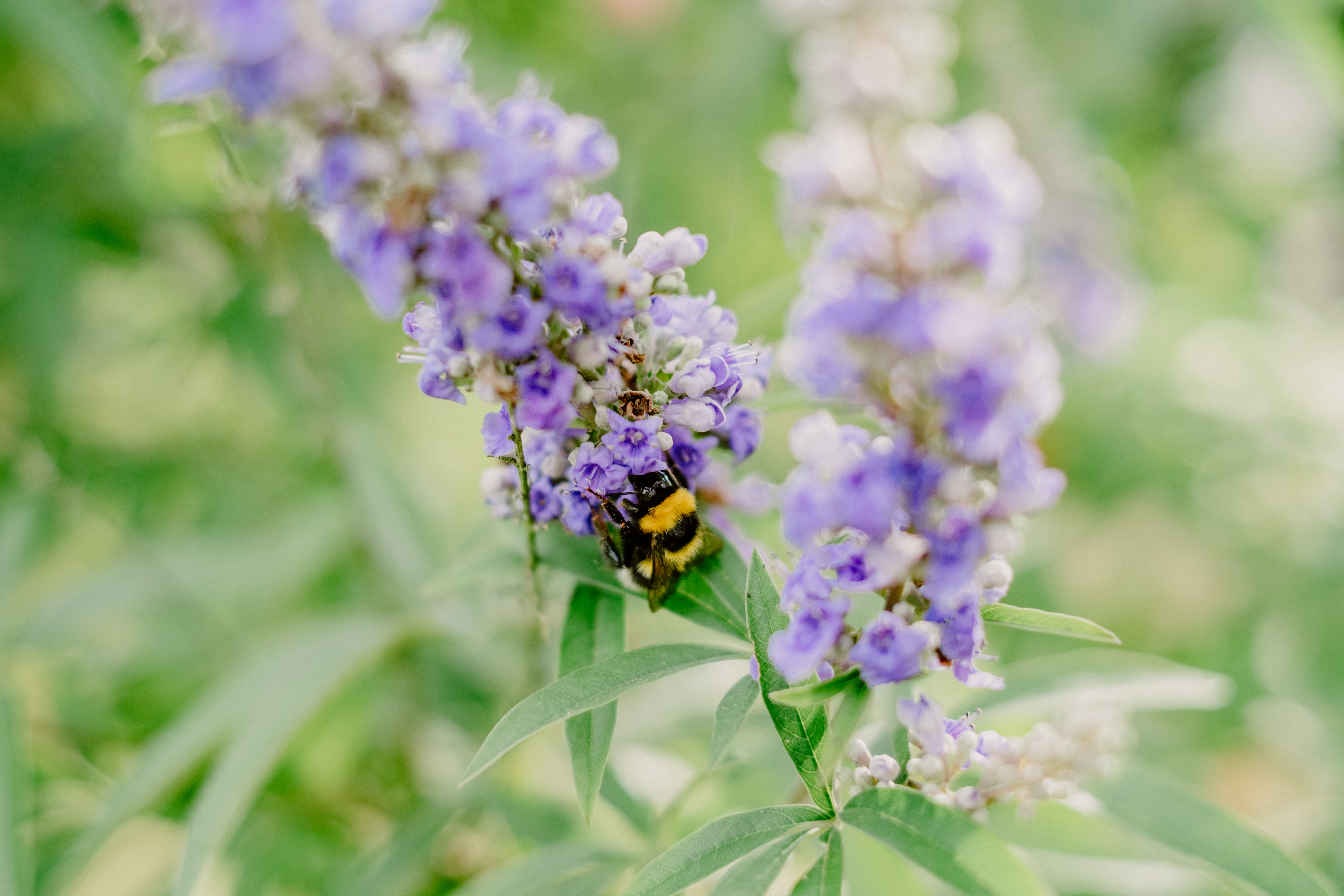 Photographe Bressuire