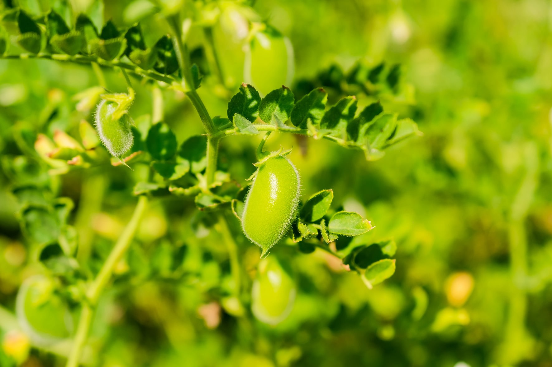 photographe Bressuire