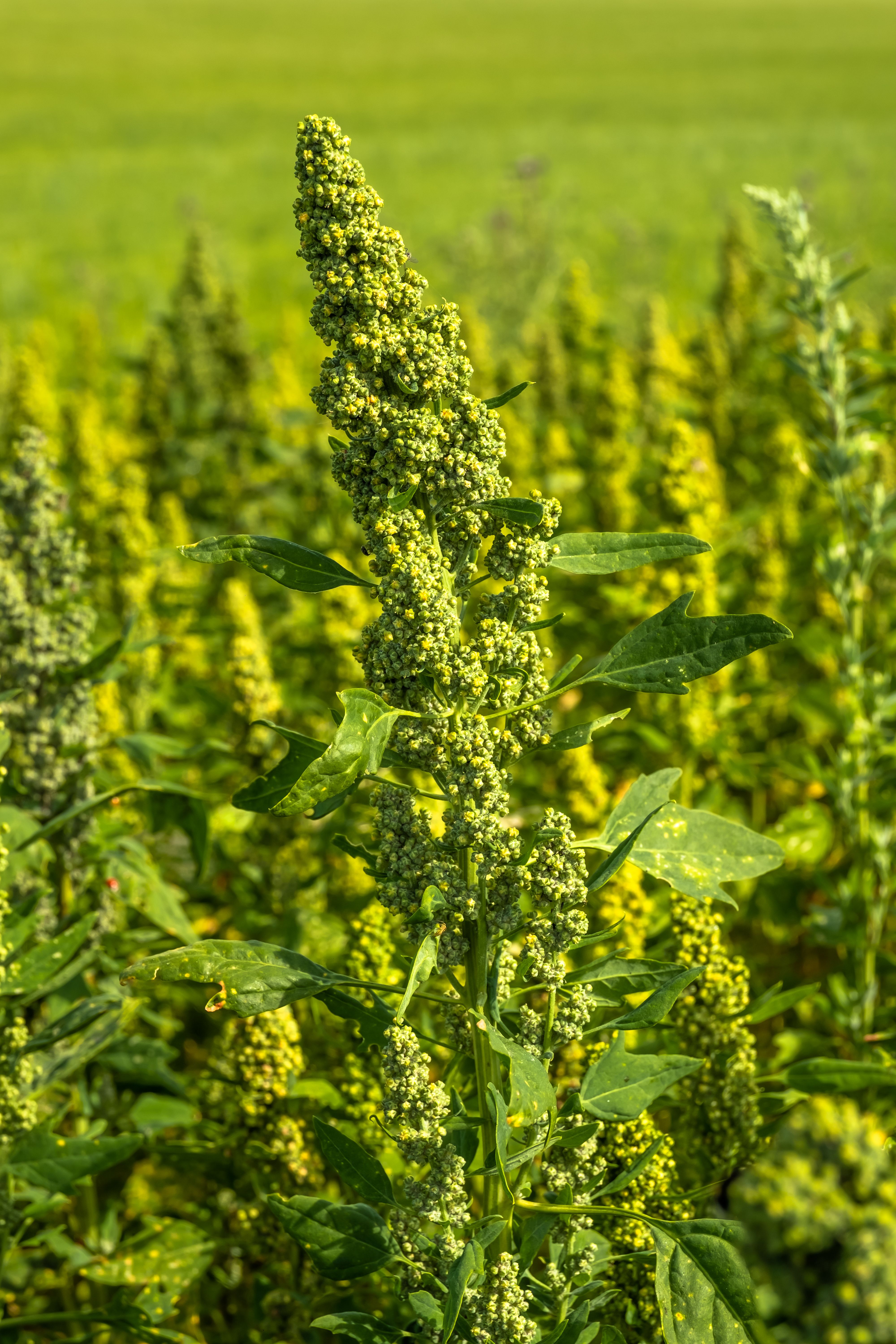 photographe Bressuire