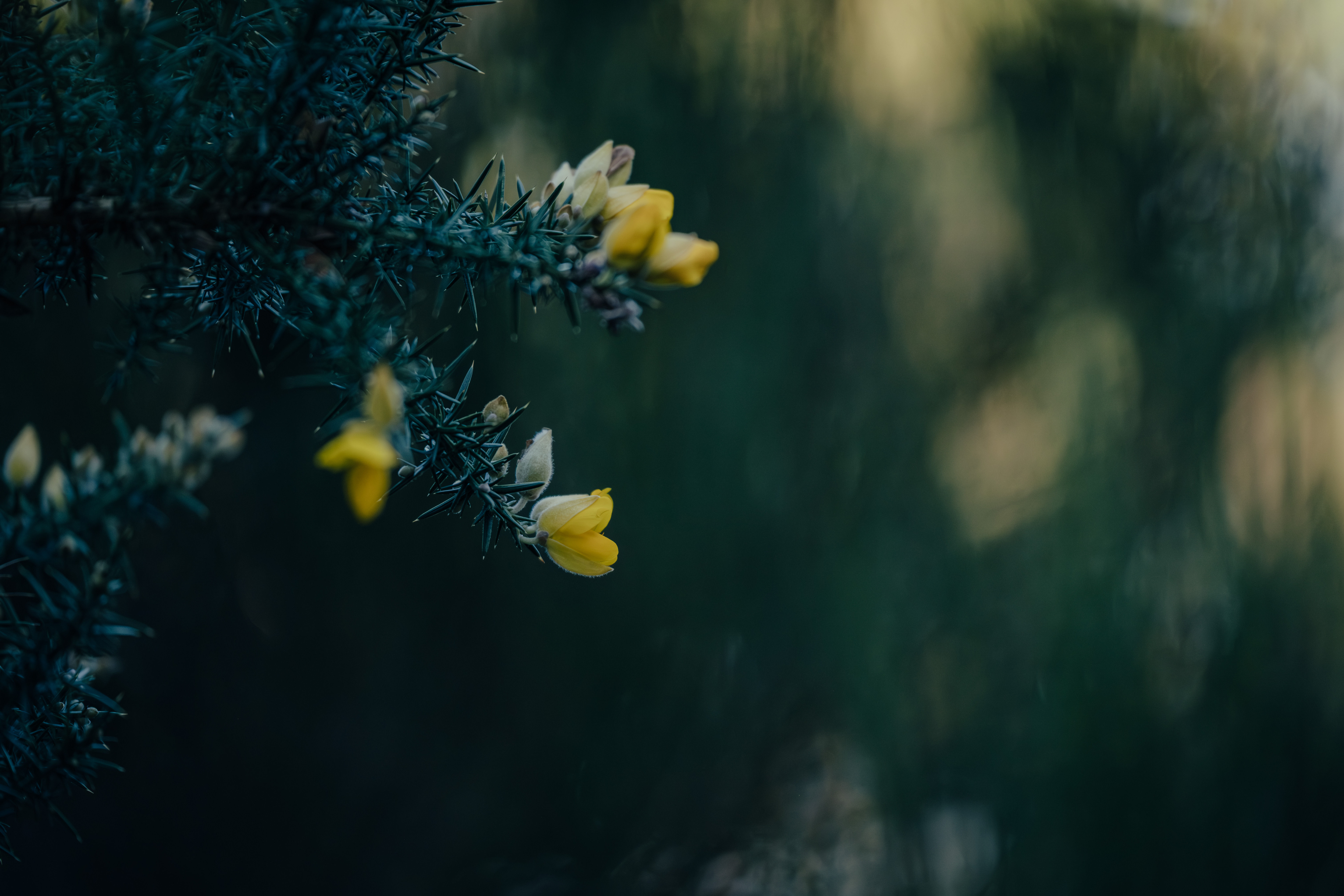 Photographe Bressuire