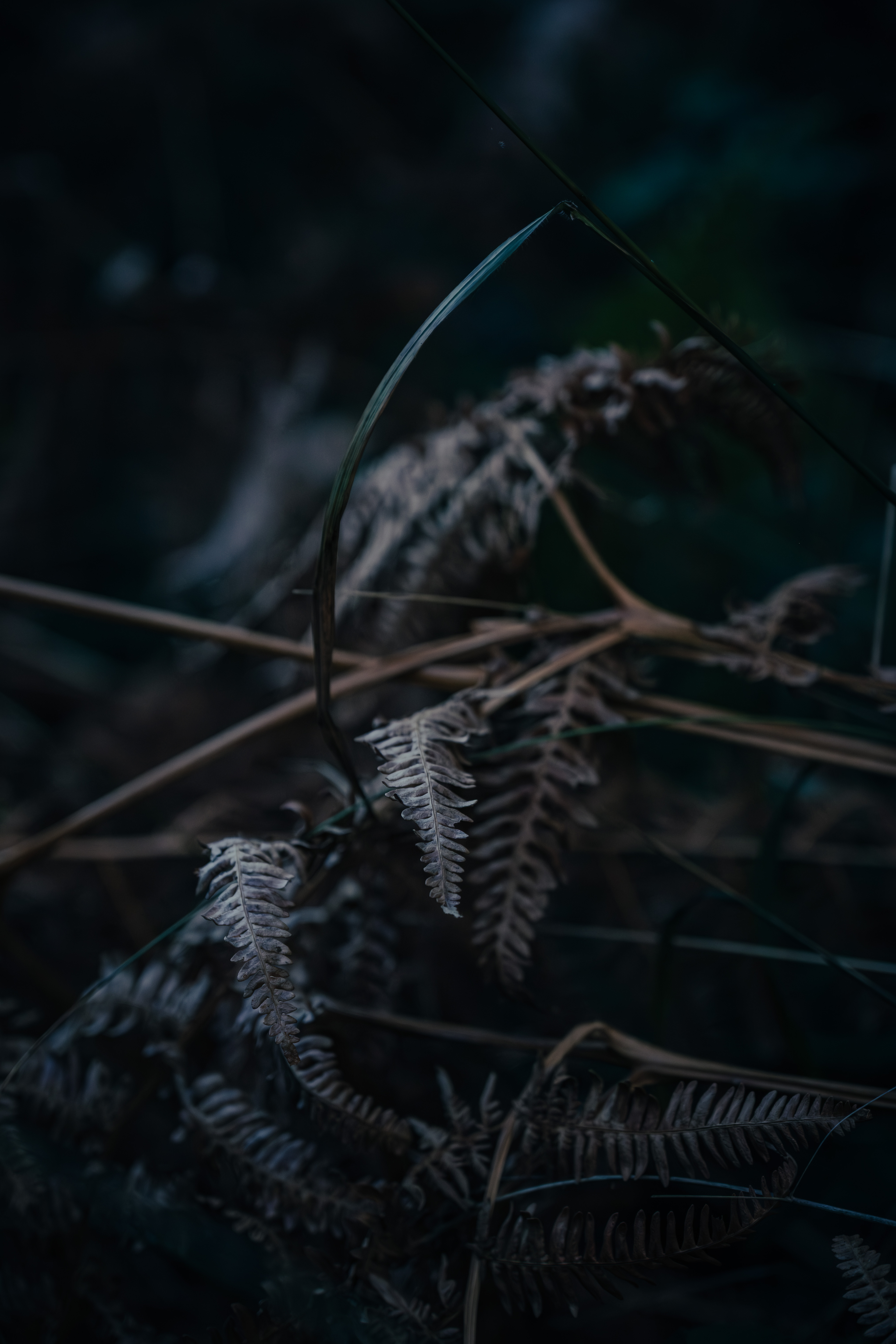 Photographe Bressuire