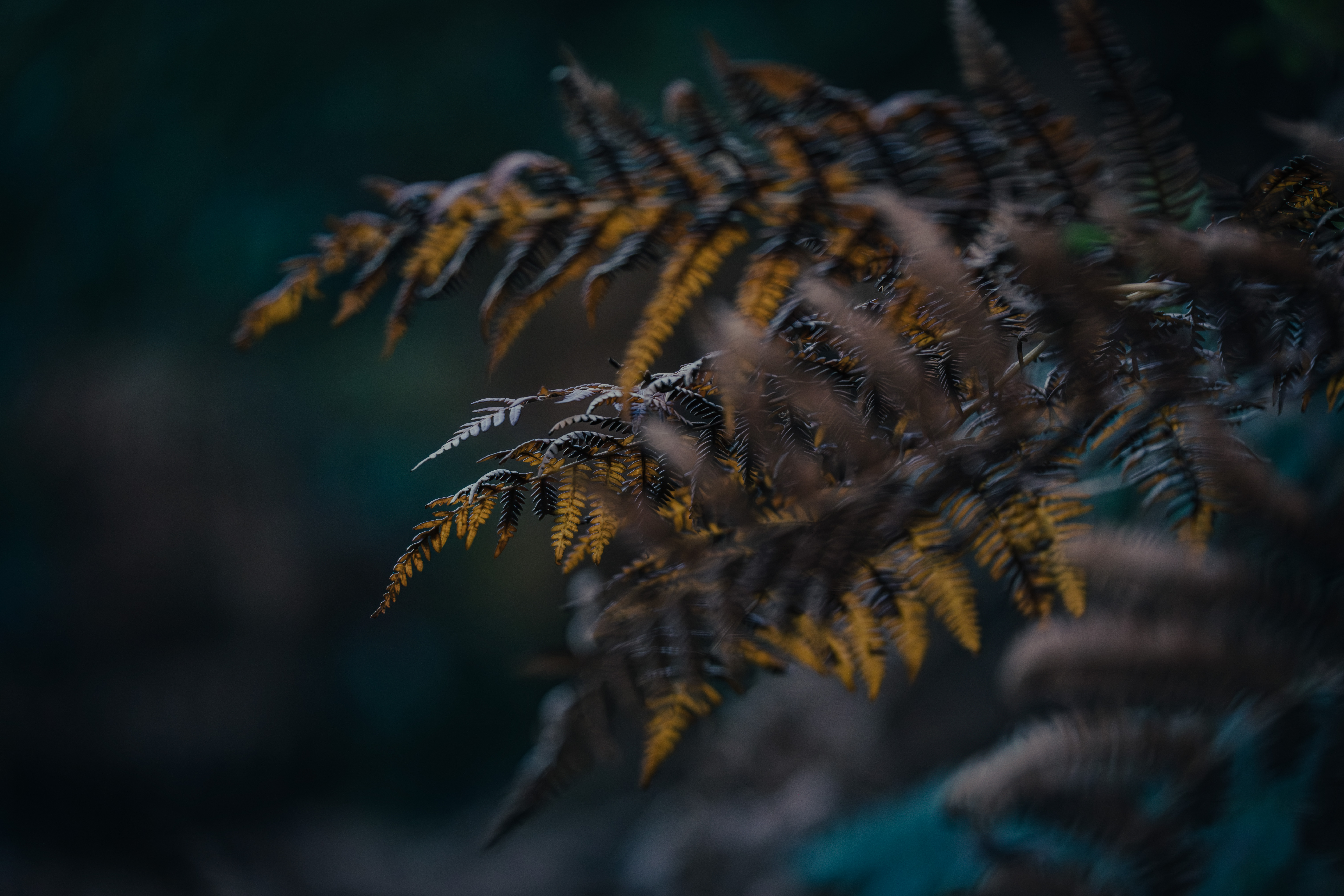 Photographe Bressuire