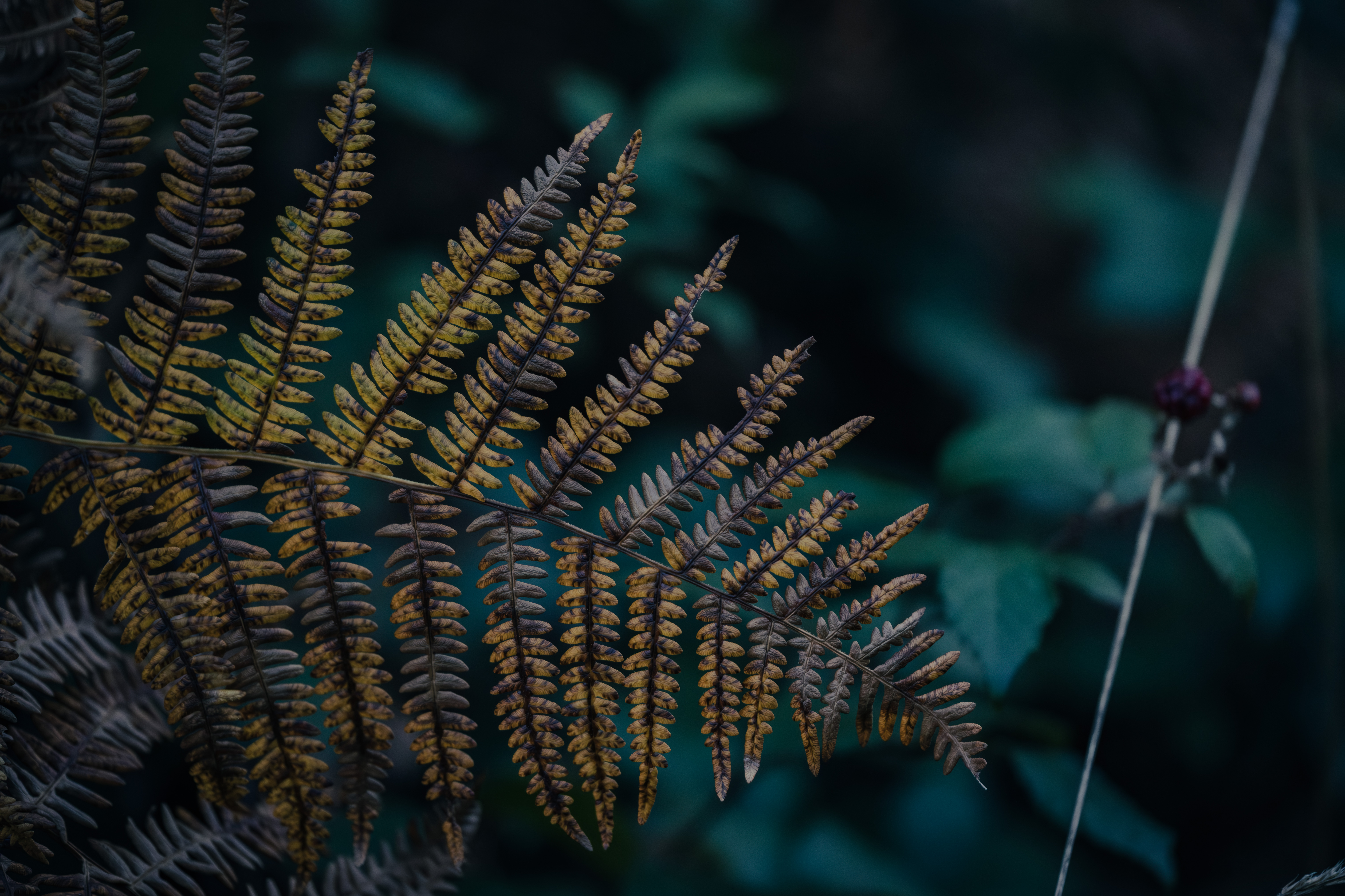 Photographe Bressuire