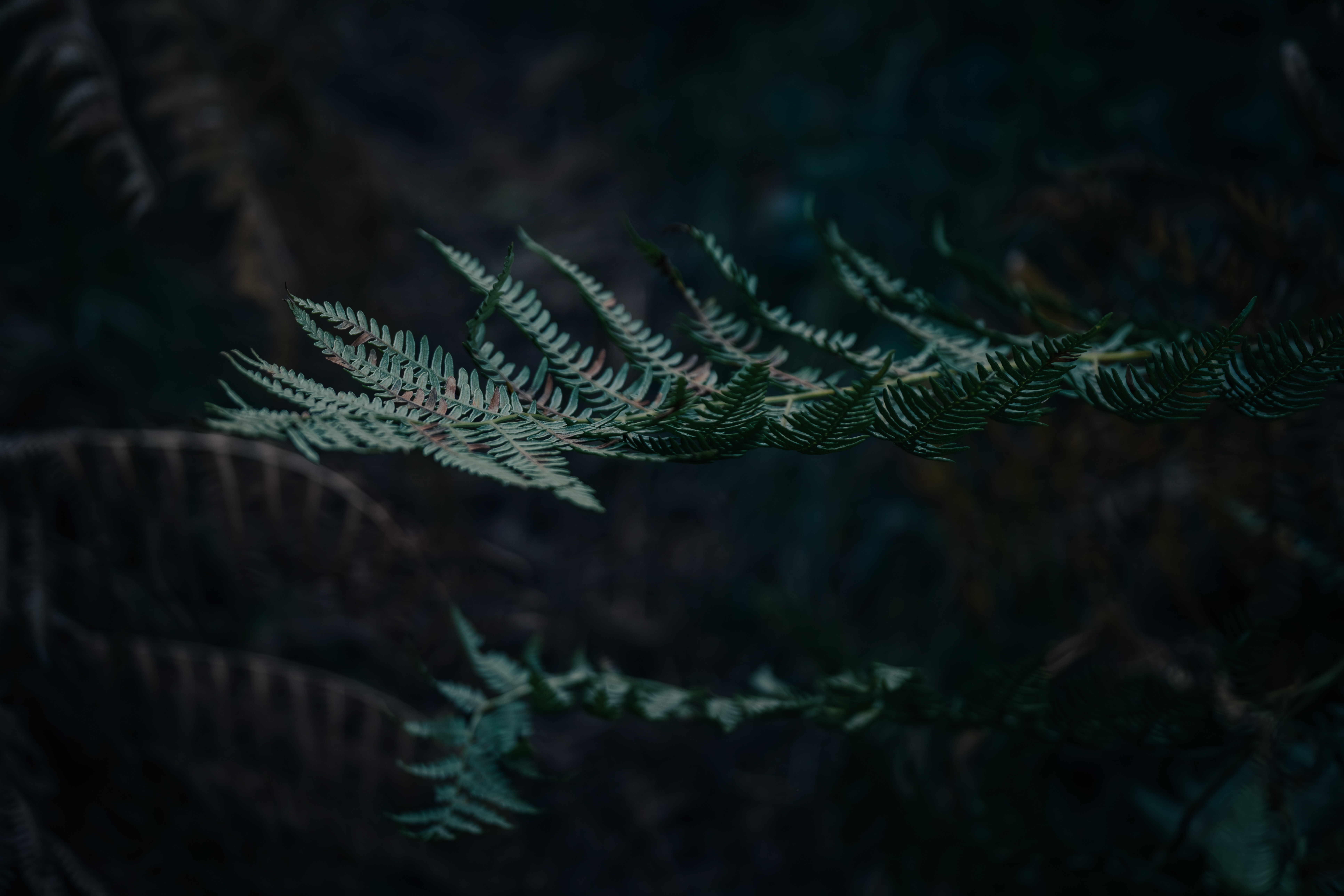 Photographe Bressuire