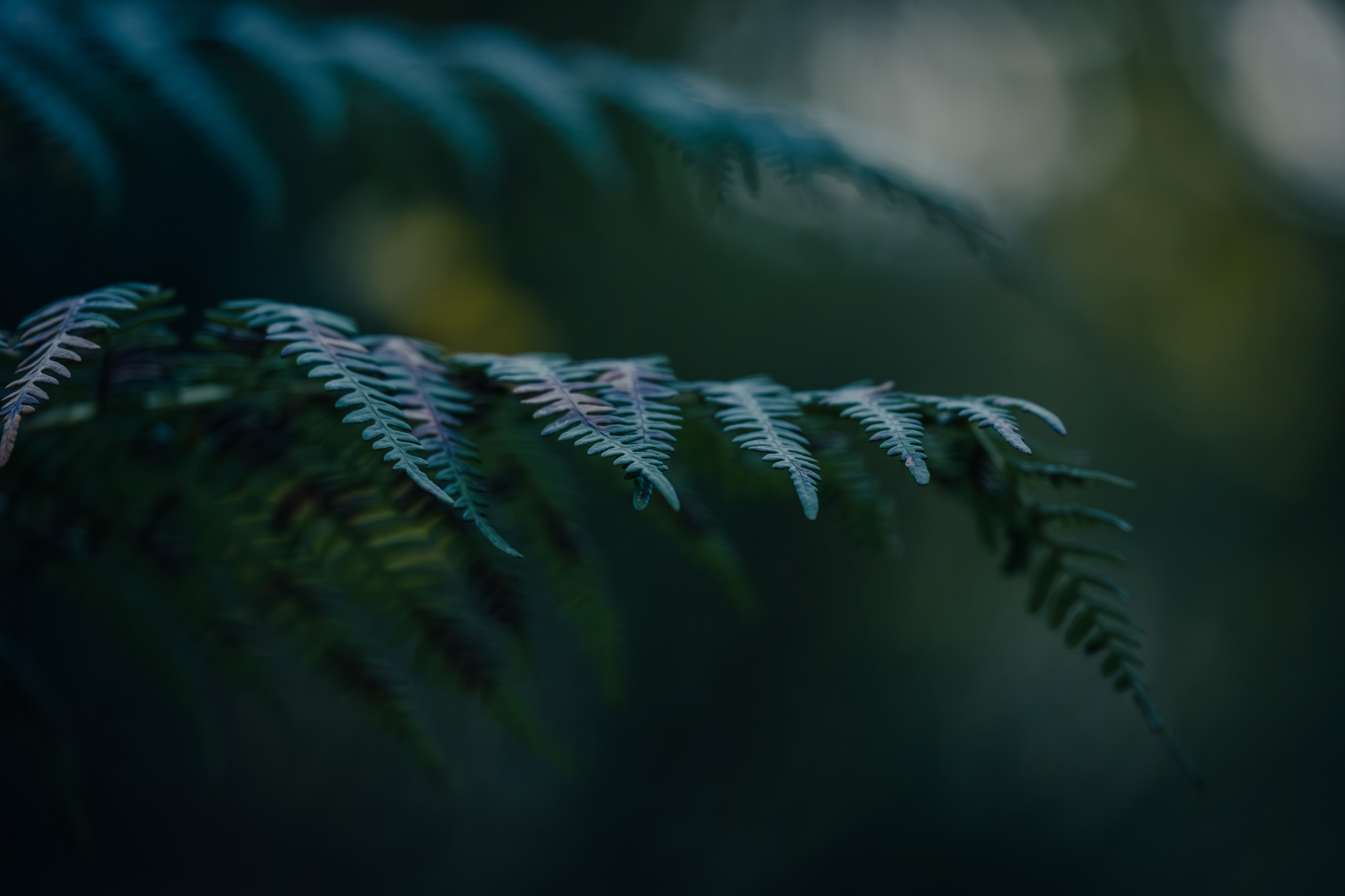 Photographe Bressuire